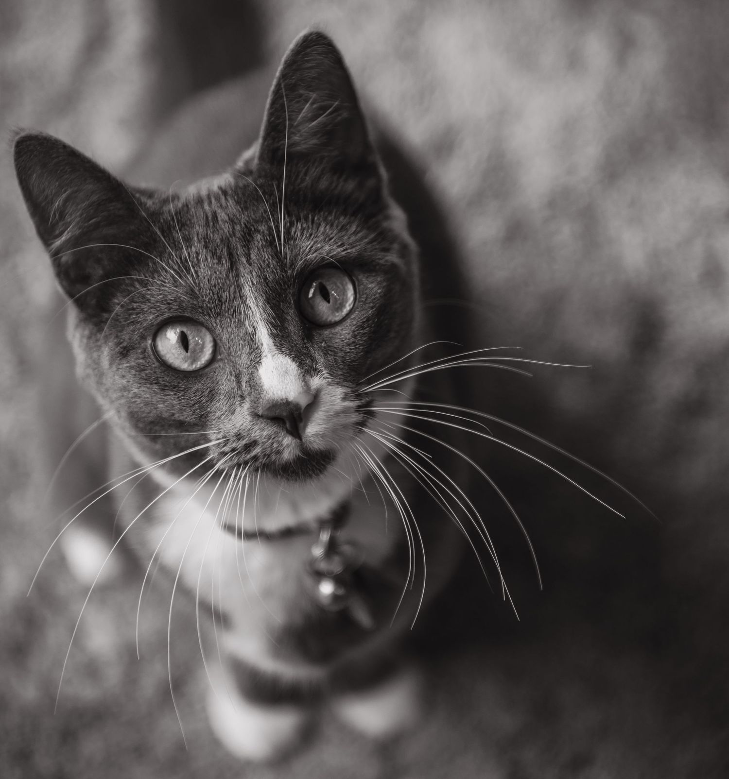 Close-up black and white portraits of a cat's face showing detailed whiskers and expressive eyes.