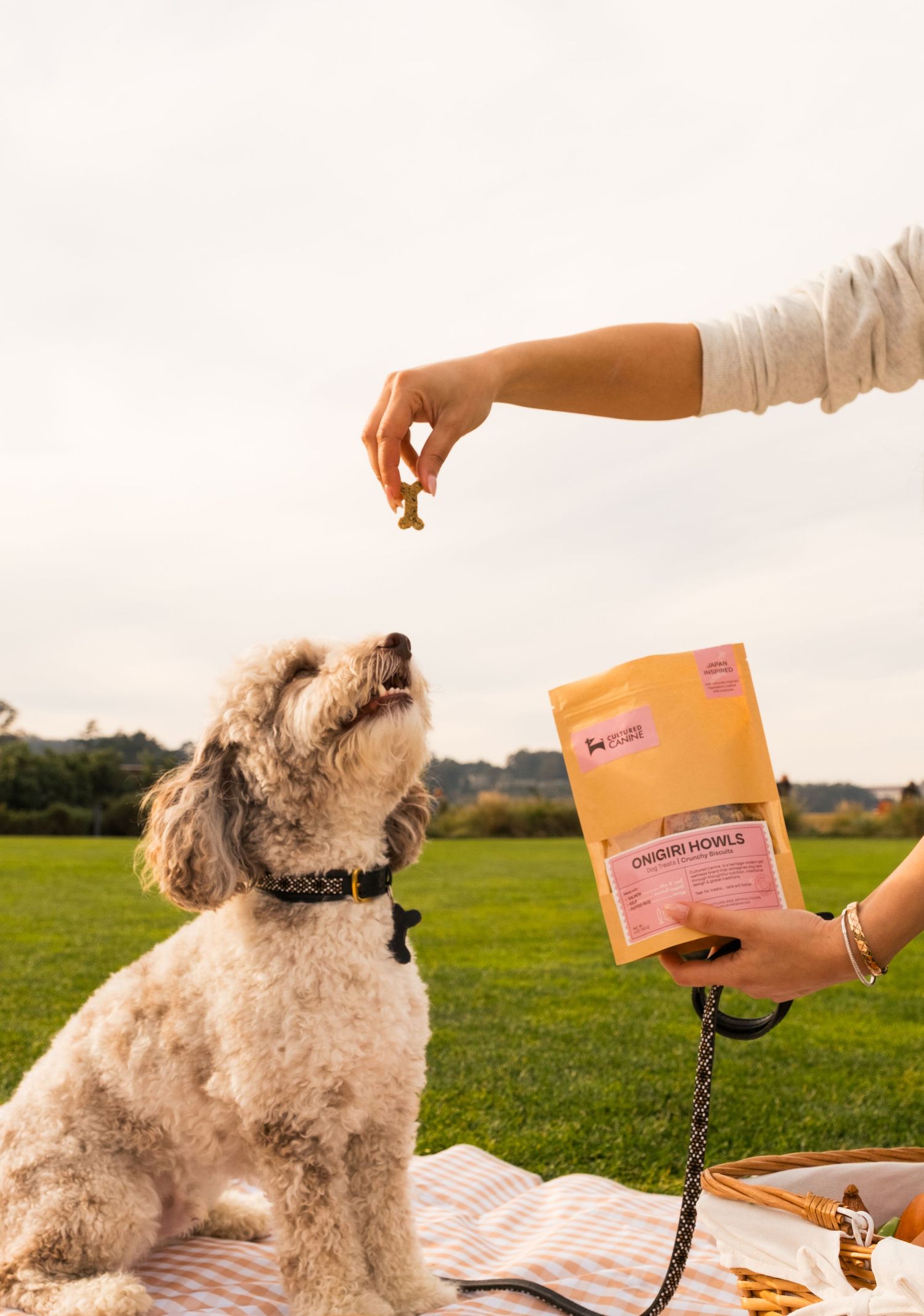 A fluffy dog eagerly awaits a treat while sitting on a picnic blanket outdoors with a package visible in the background.