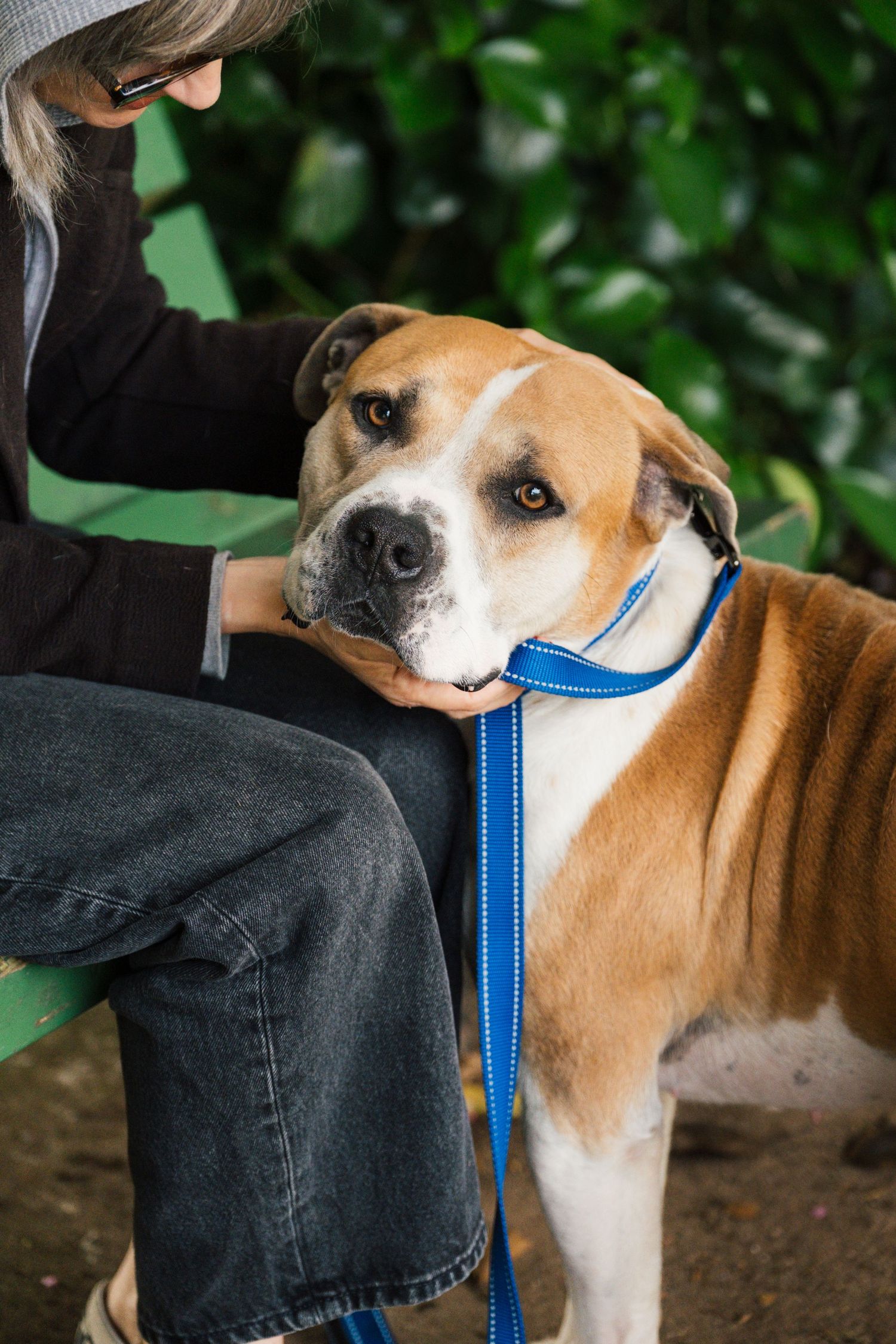 Brown and white dog wearing a blue leash gets affectionate pets while standing next to someone in dark jeans.