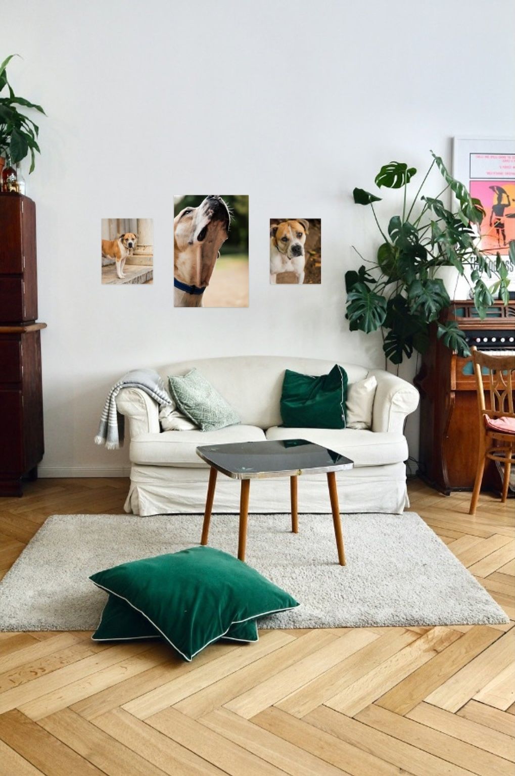 Cozy living room with white sofa, green velvet pillows, herringbone wood floor, monstera plant, and dog photos on wall.