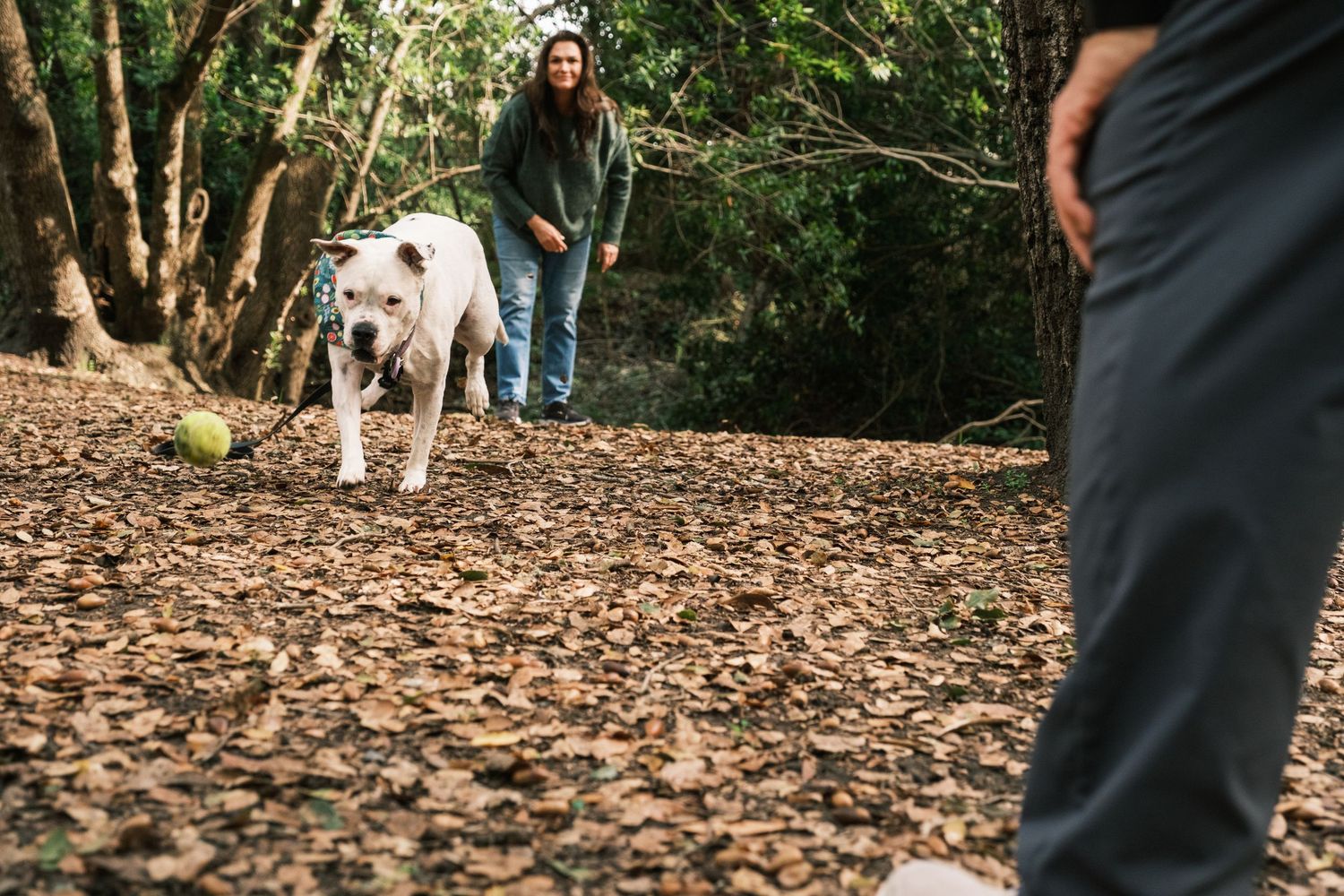 A white dog walks on a leaf-covered trail with people on a sunny day in the woods.