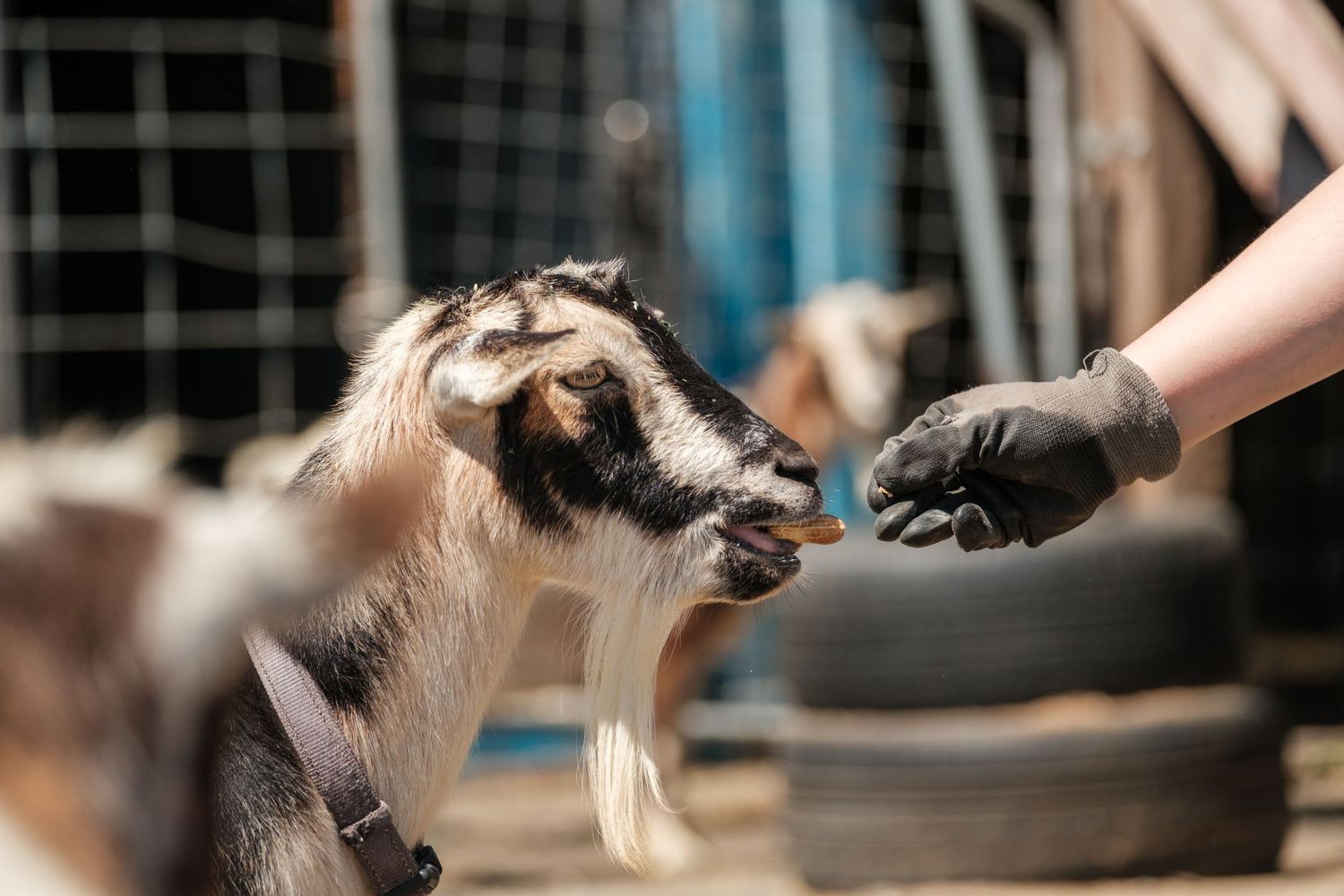A small brown and white dog jumps up to catch a treat being offered by an outstretched hand.