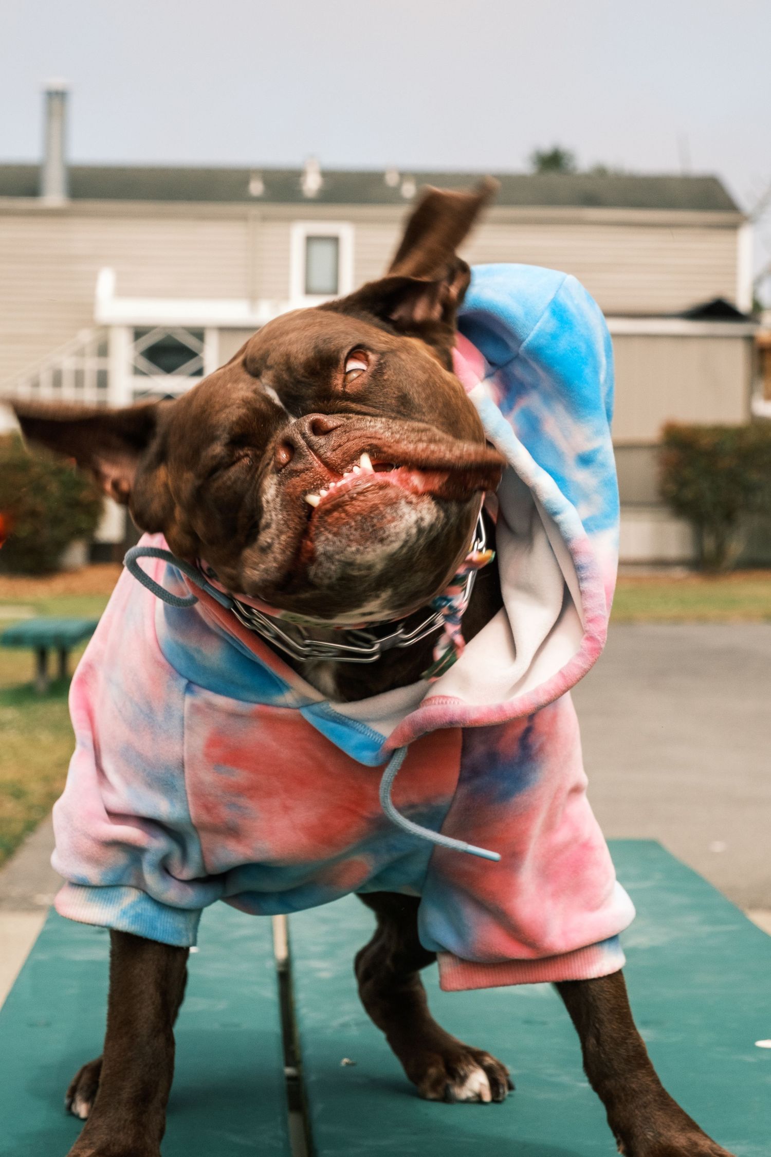 Rescue bulldog mix shaking nerves off with a tie-dye hoodie on. Taken during an outdoor dog photoshoot in San Francisco.