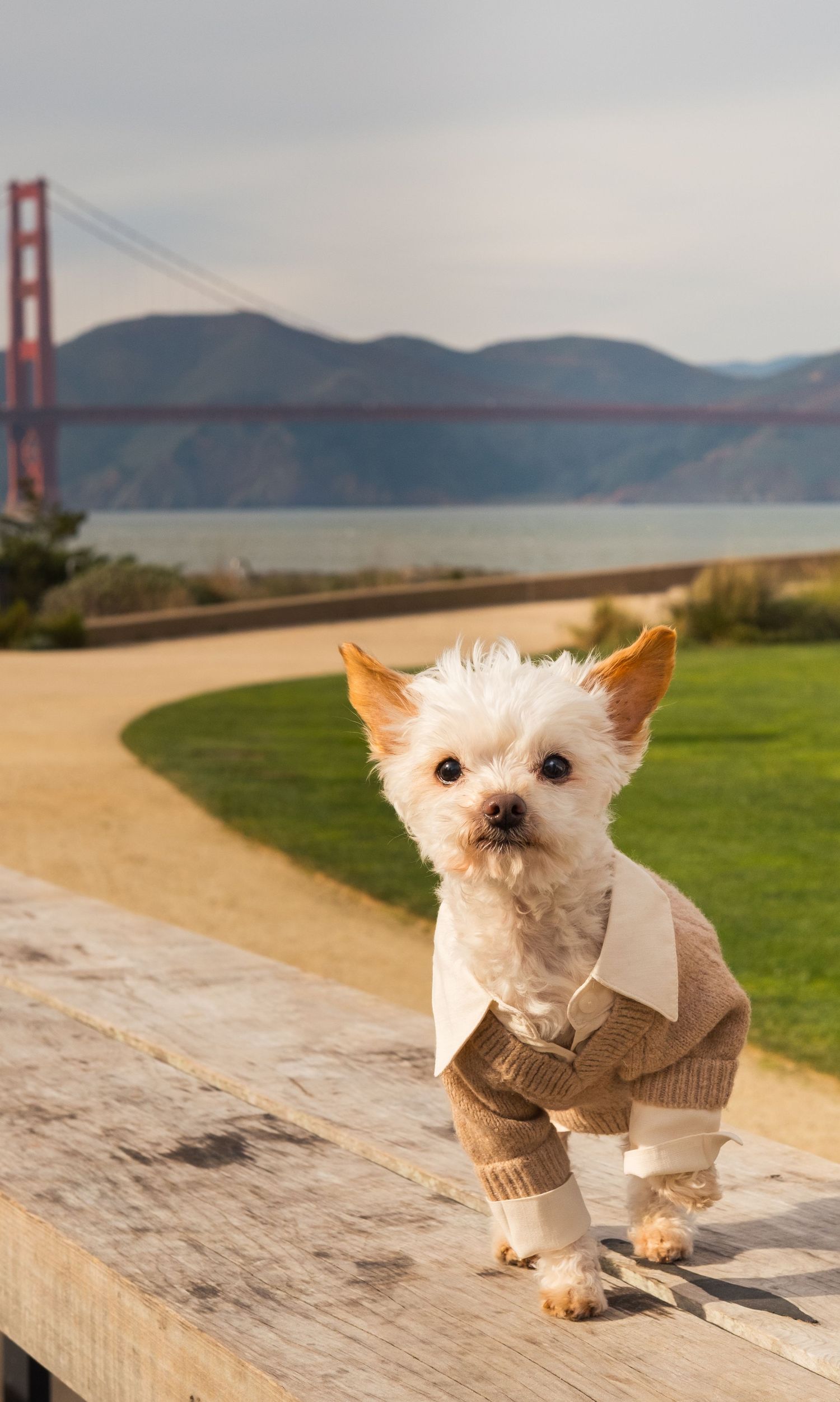 Small white dog professional pet portrait near Golden Gate Bridge, during a lifestyle personal branding session