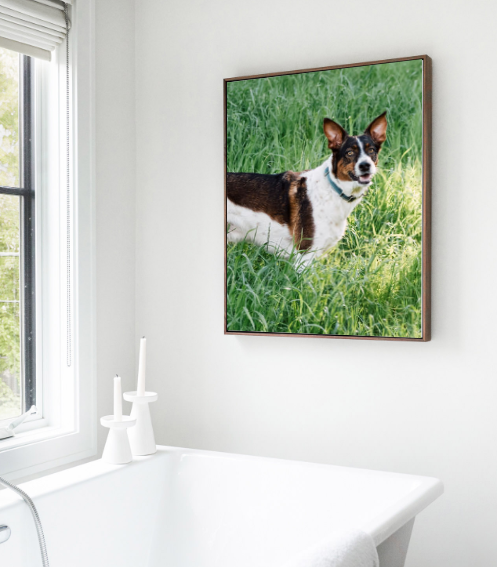 A brown and white dog portrait hangs in a white bathroom near a window above a white bathtub.