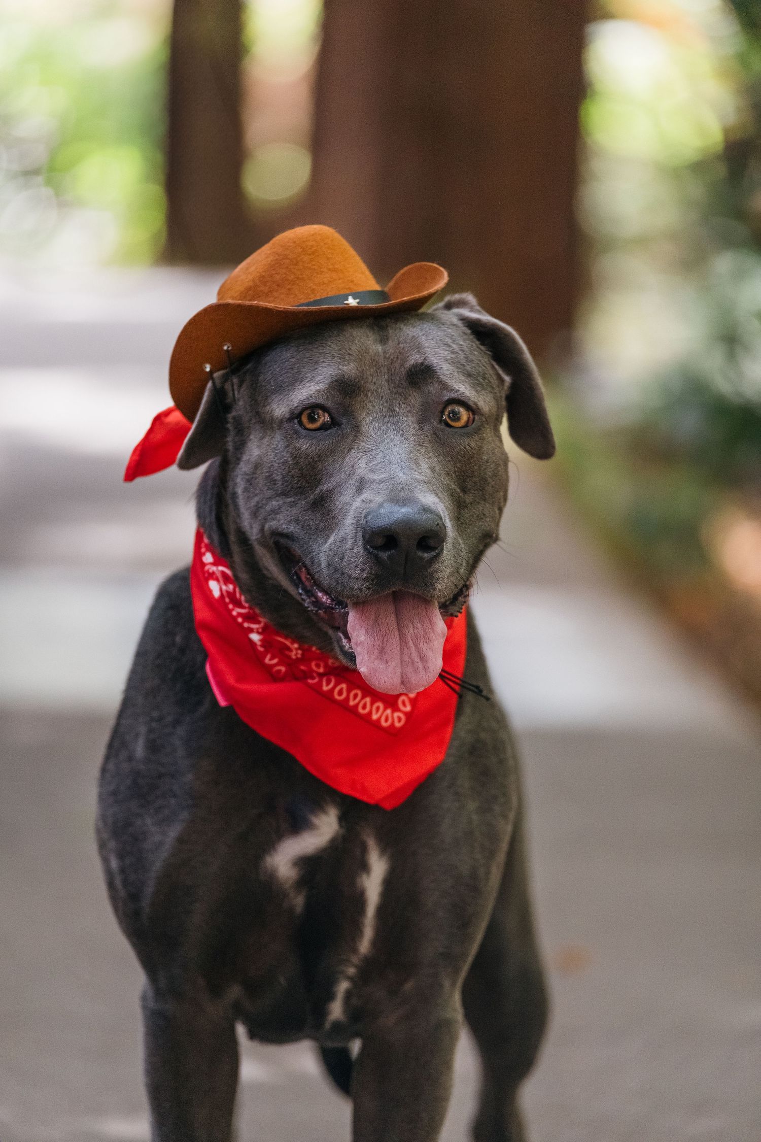 Gray pit bull type dog wearing red bandana looking alert while standing in outdoor setting.