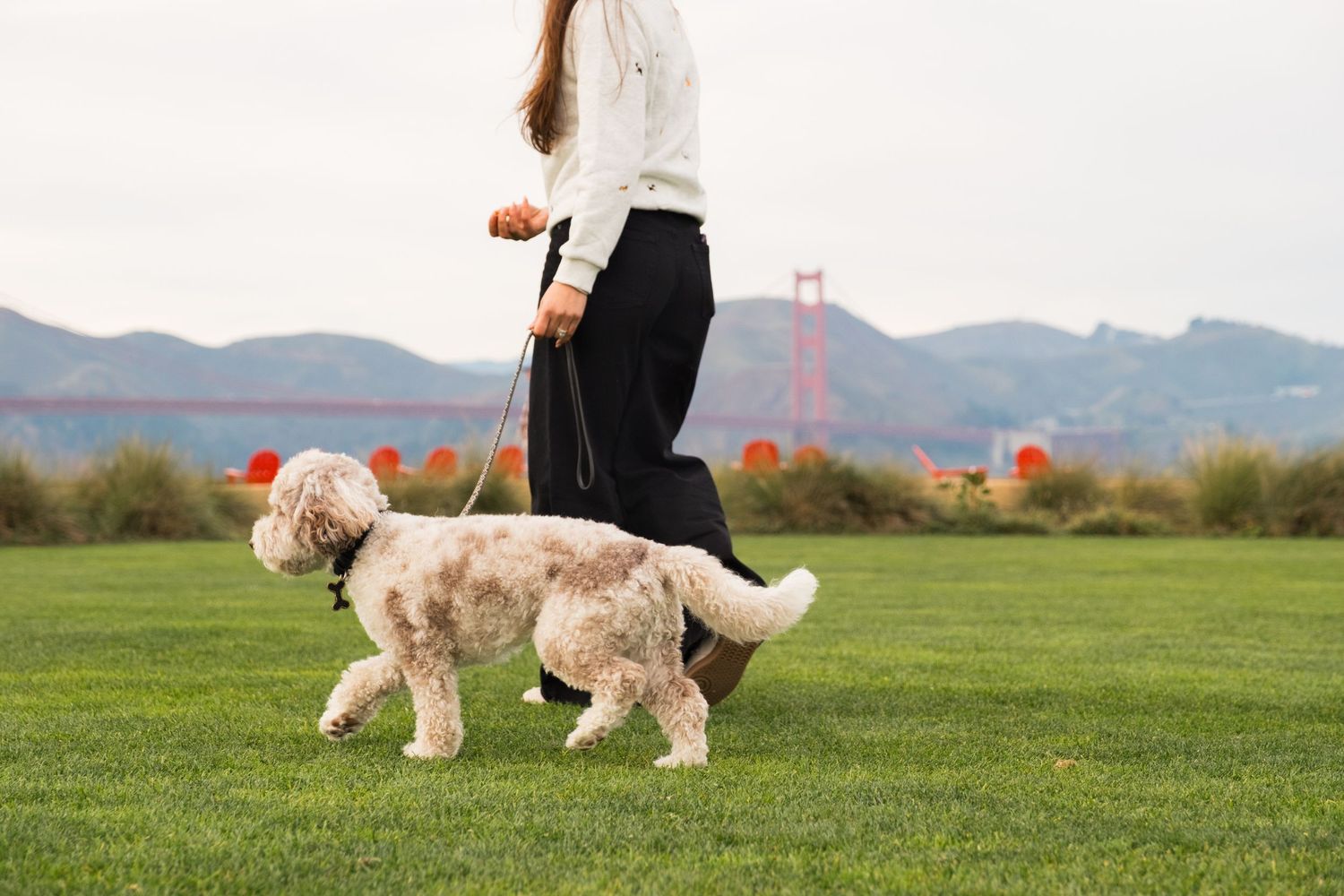 Dogs and their handlers practicing obedience training exercises on a green grass field with mountains in background.