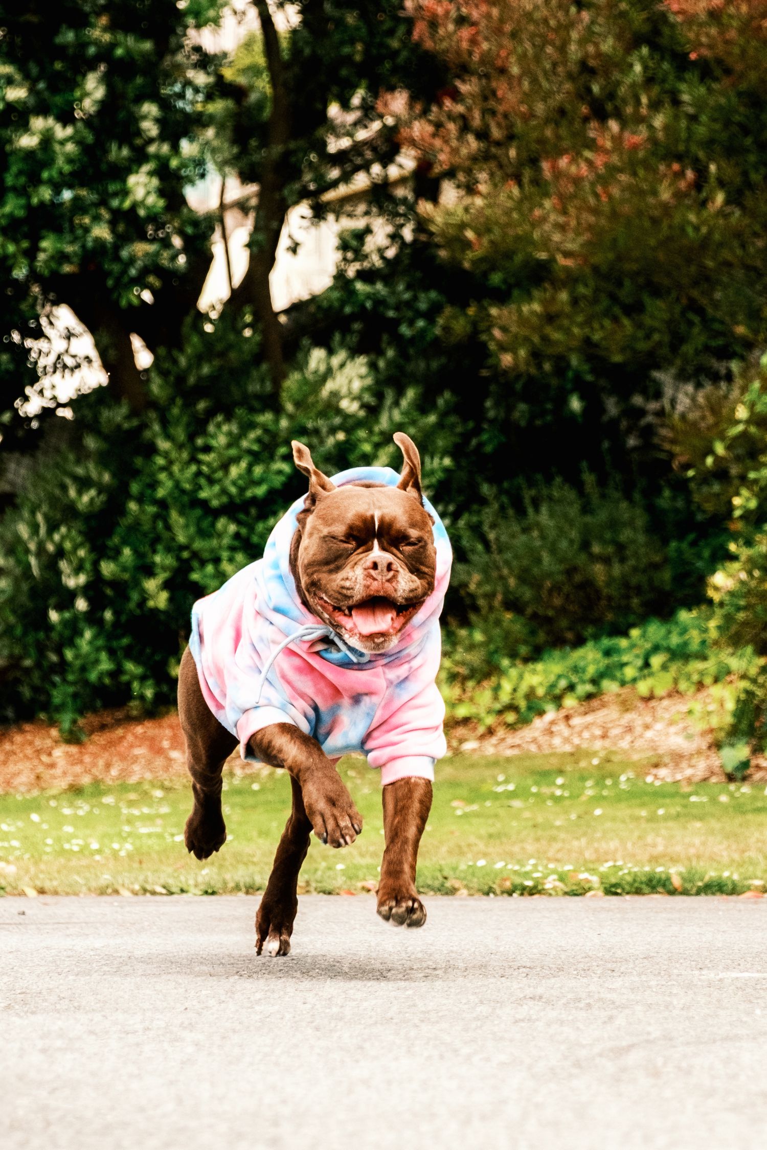 Rescue dog with high energy wearing a hoodie, happy and running. During a lifestyle professional pet photography shoot in San Francisco.