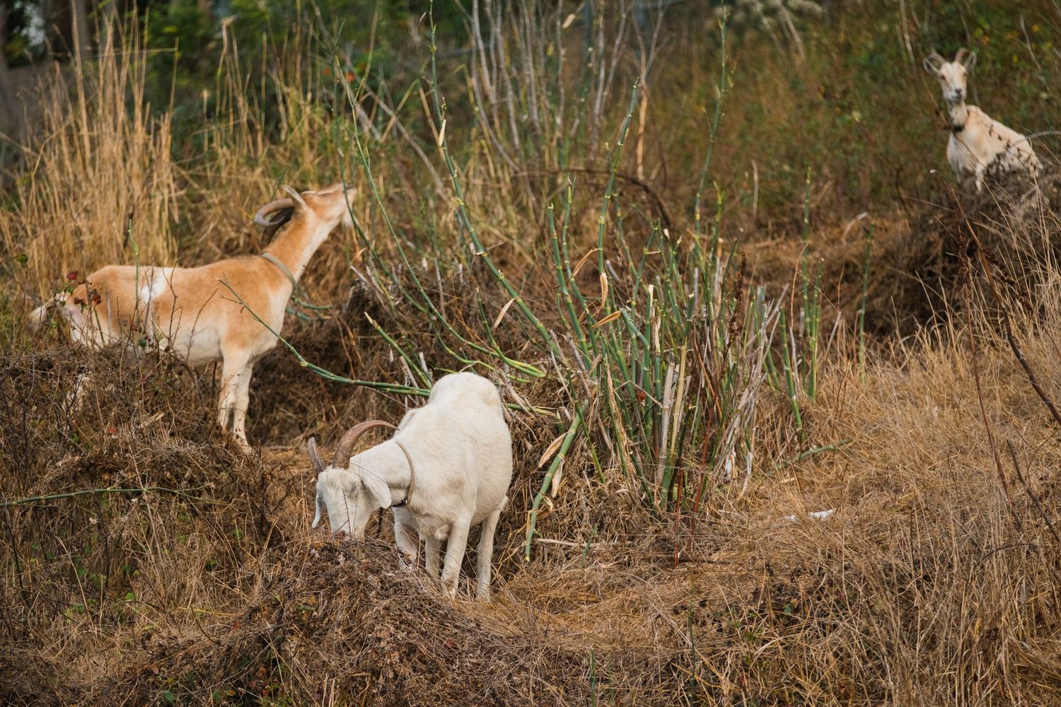 A brown and white dog leaping through tall dry grass in a natural outdoor setting.