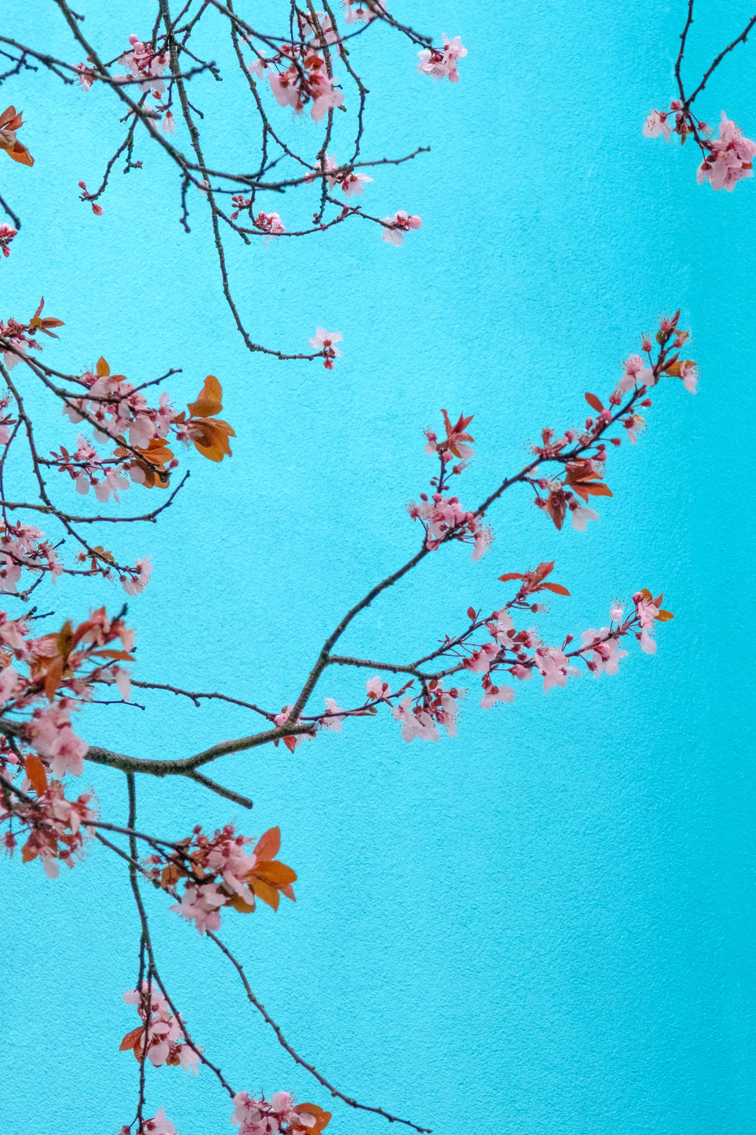 Cherry blossoms bloom against a vibrant turquoise blue sky on a spring day.