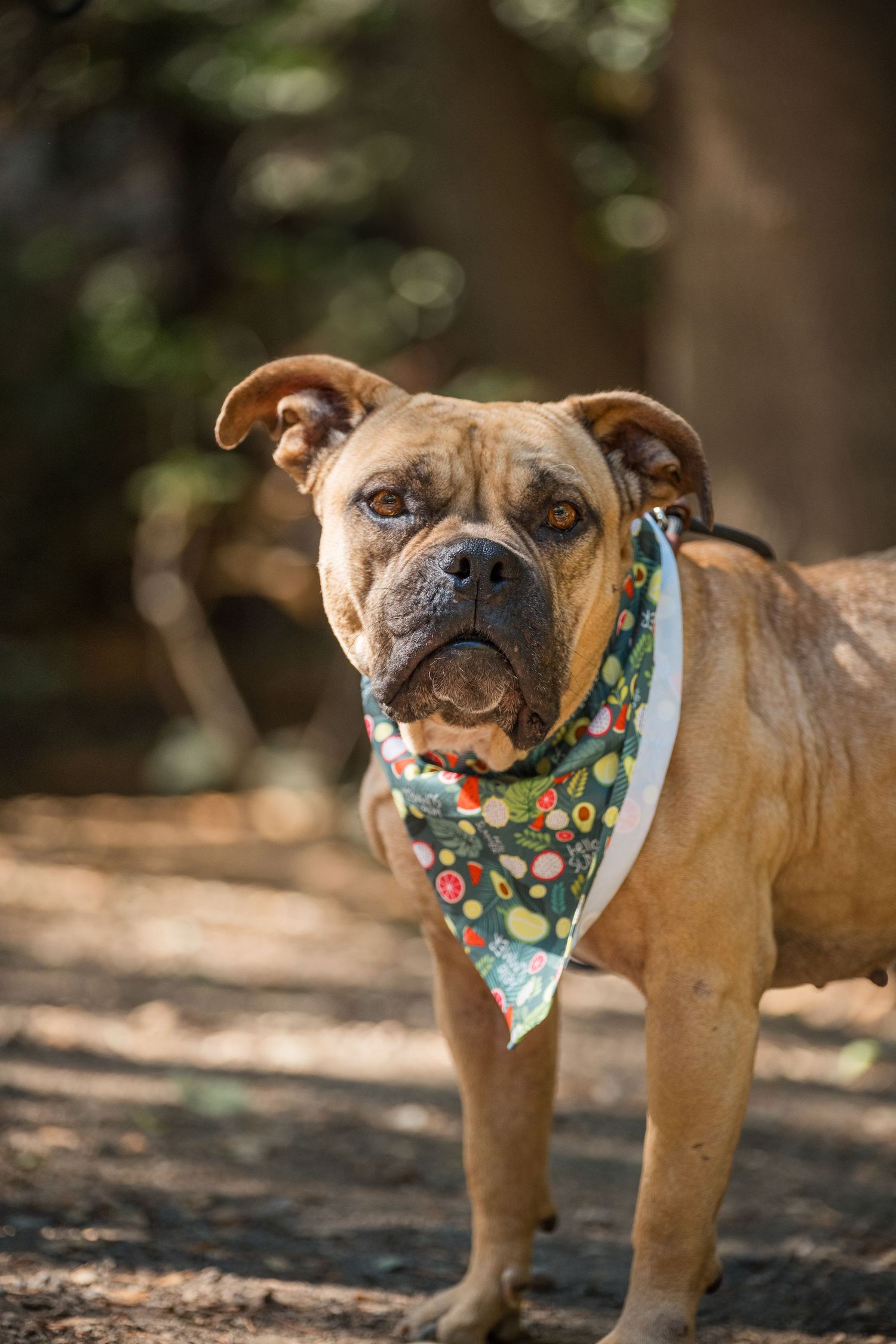 Tan French Bulldog wearing colorful polka dot bandana poses outdoors in multiple playful shots.