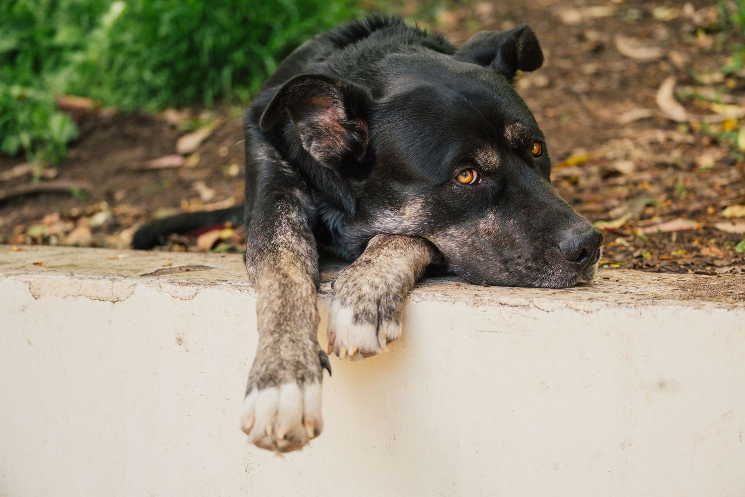 Black and white dog lying on ground with paw outstretched in natural outdoor setting.
