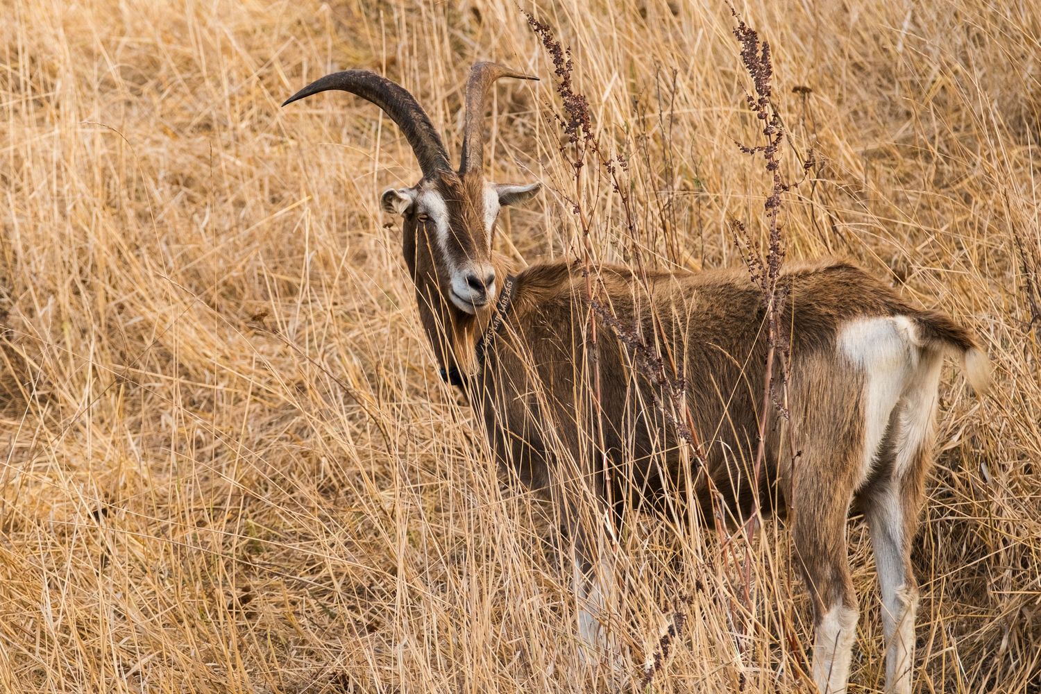 A mountain goat walks through tall golden grass in a natural habitat setting.