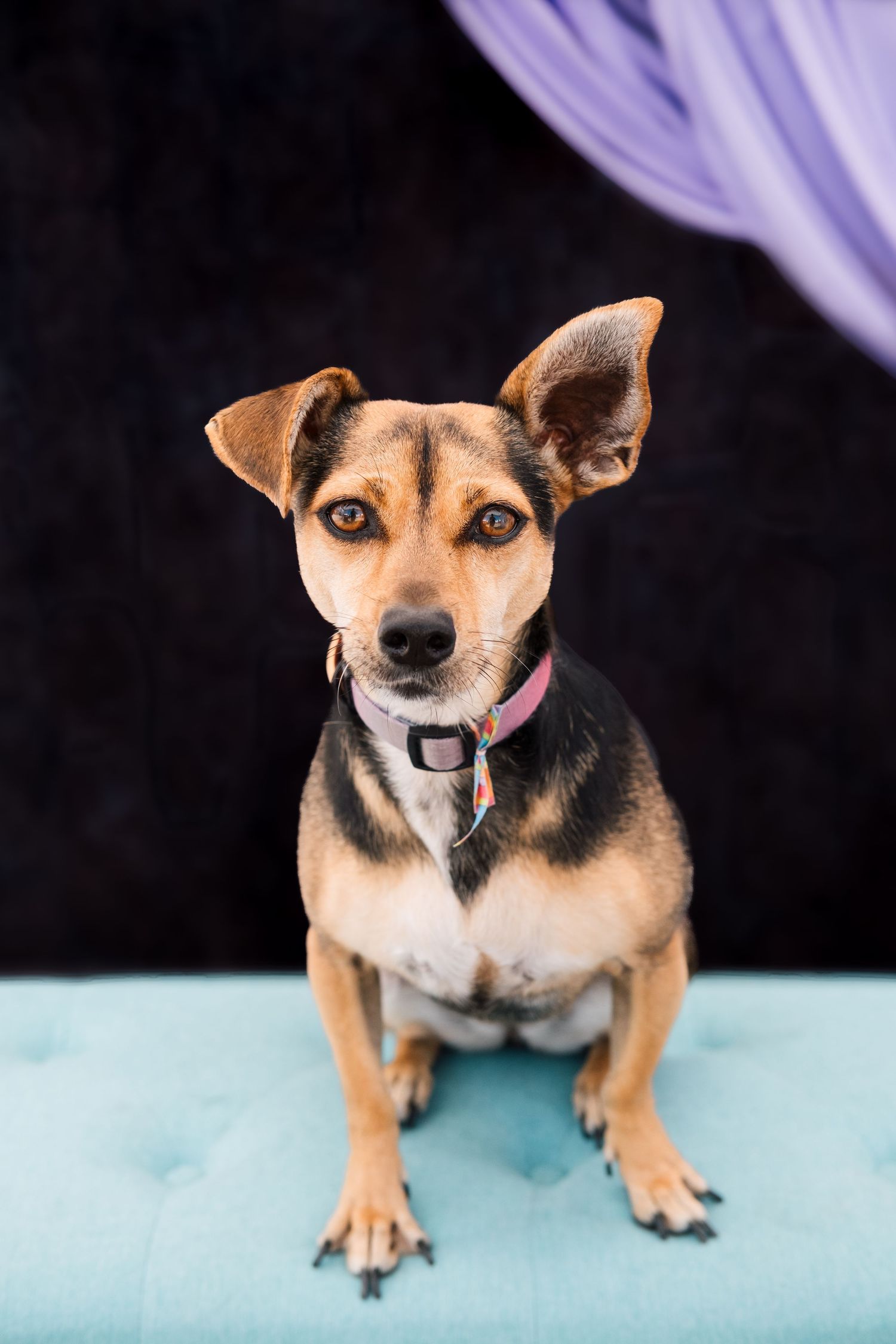 A small brown and black mixed breed dog with perked ears sits on a teal ottoman against a dark background.