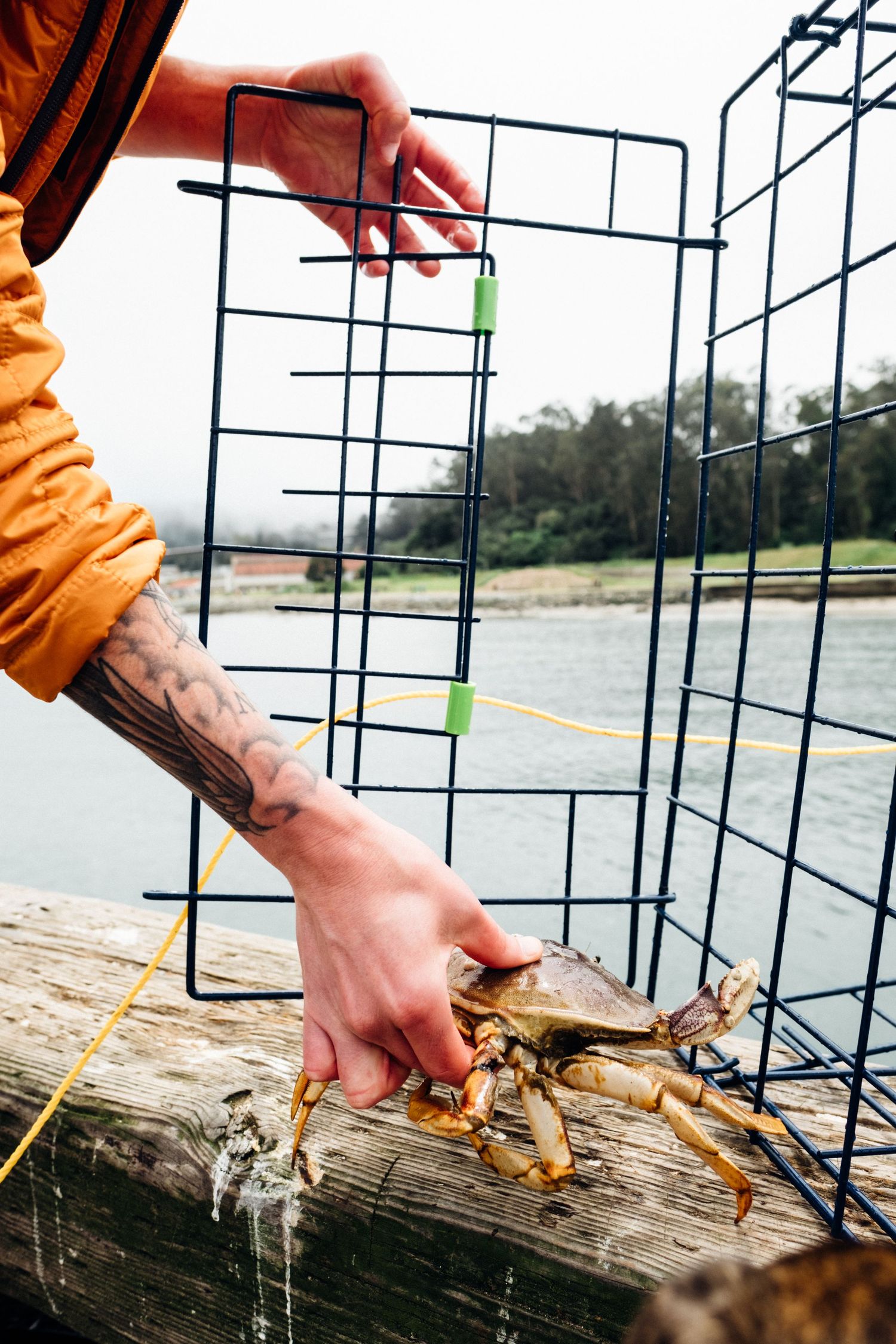 Hands setting up a wire crab trap near water with crabs visible on a log.