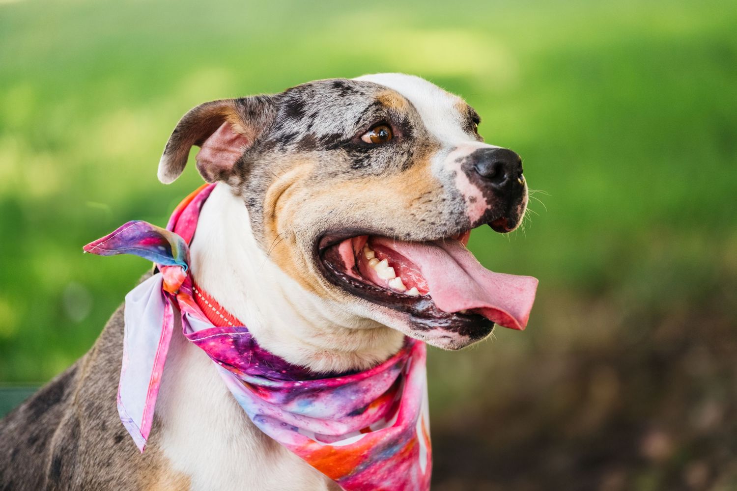 A happy whippet dog wearing a pink bandana smiles with its tongue out against a blurred green background.