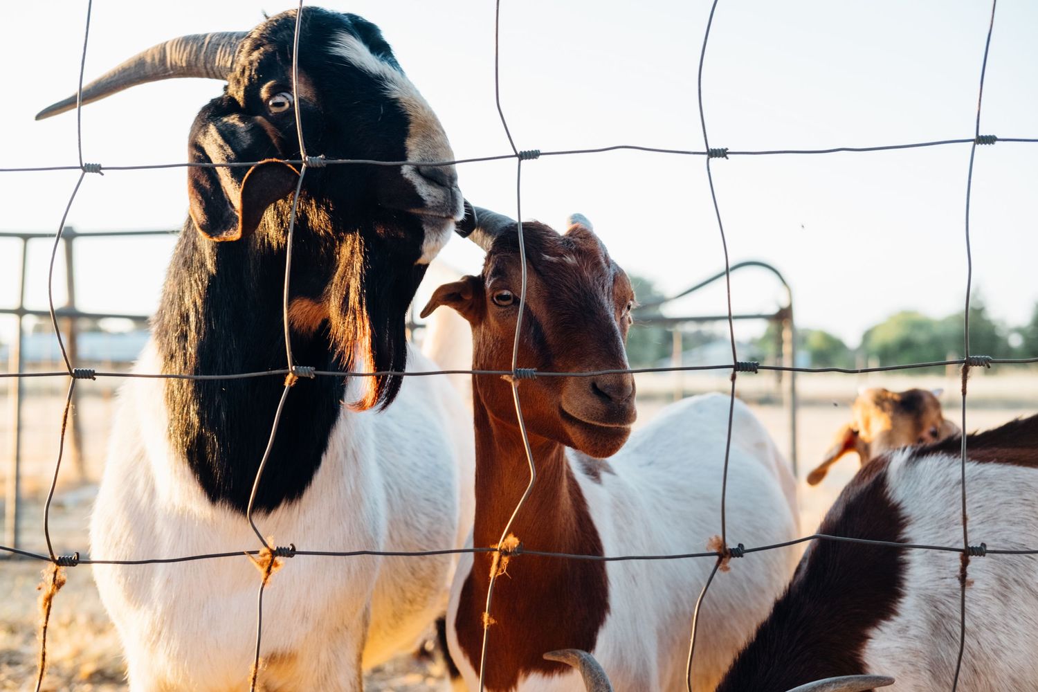 Three goats of different colors peer through a wire fence at sunset.