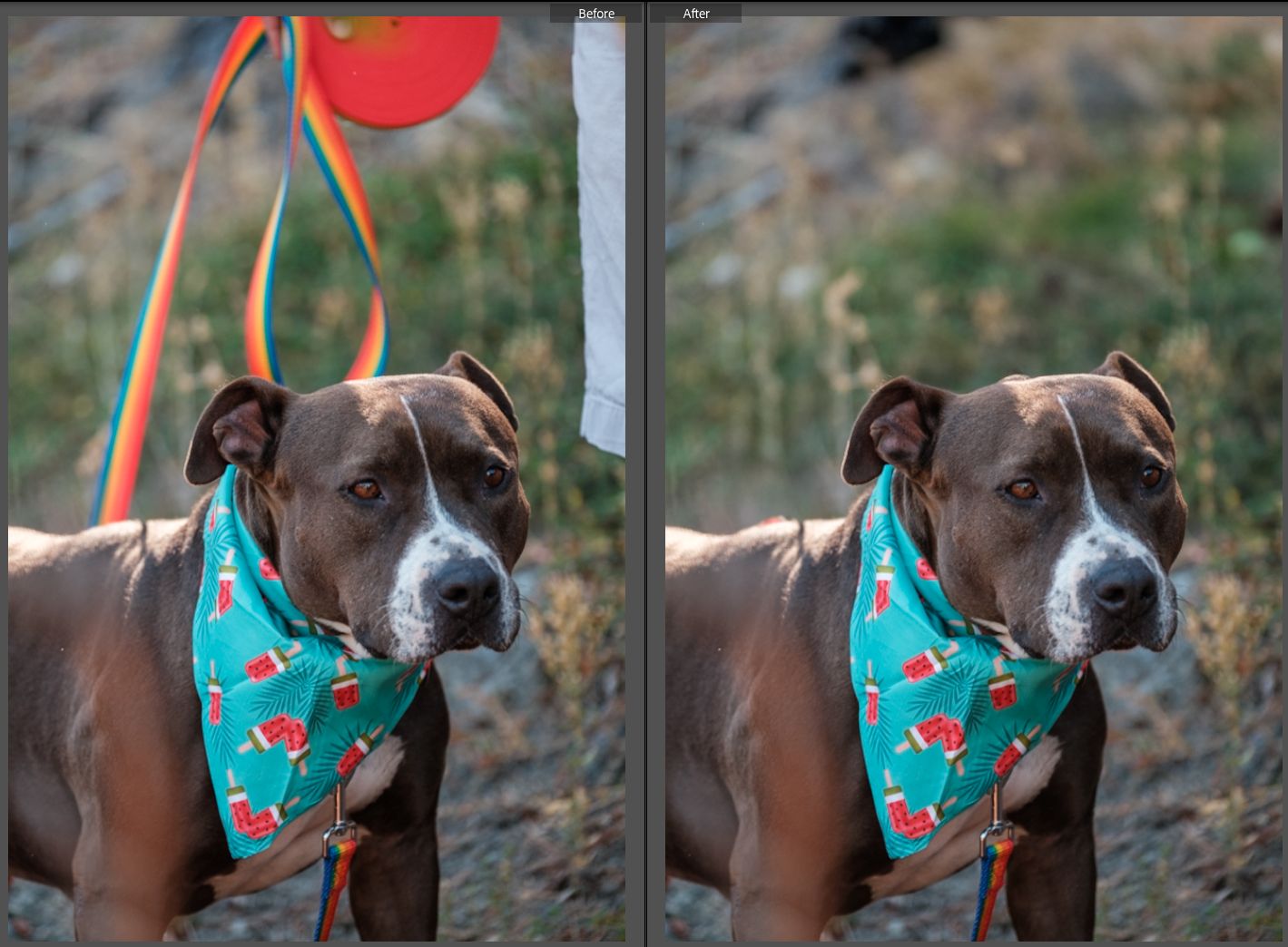Brown and white pitbull wearing a turquoise bandana with red flamingo print poses outdoors in a split image.