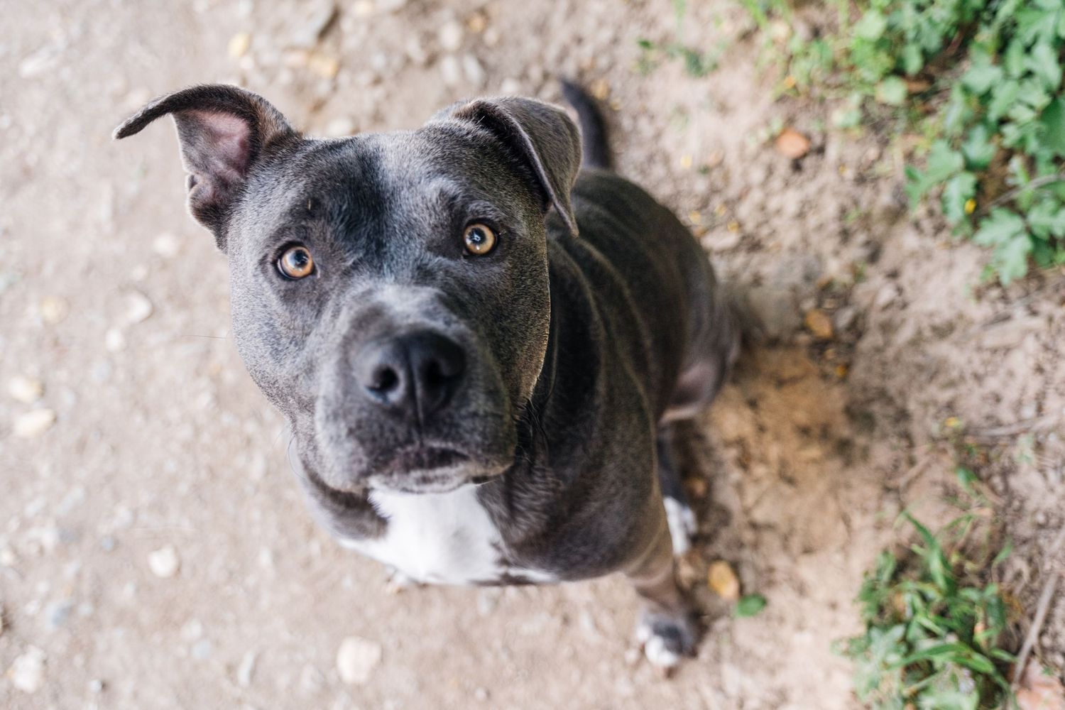 A close-up portrait of a black and white pit bull mix dog with gray eyes looking directly at the camera.