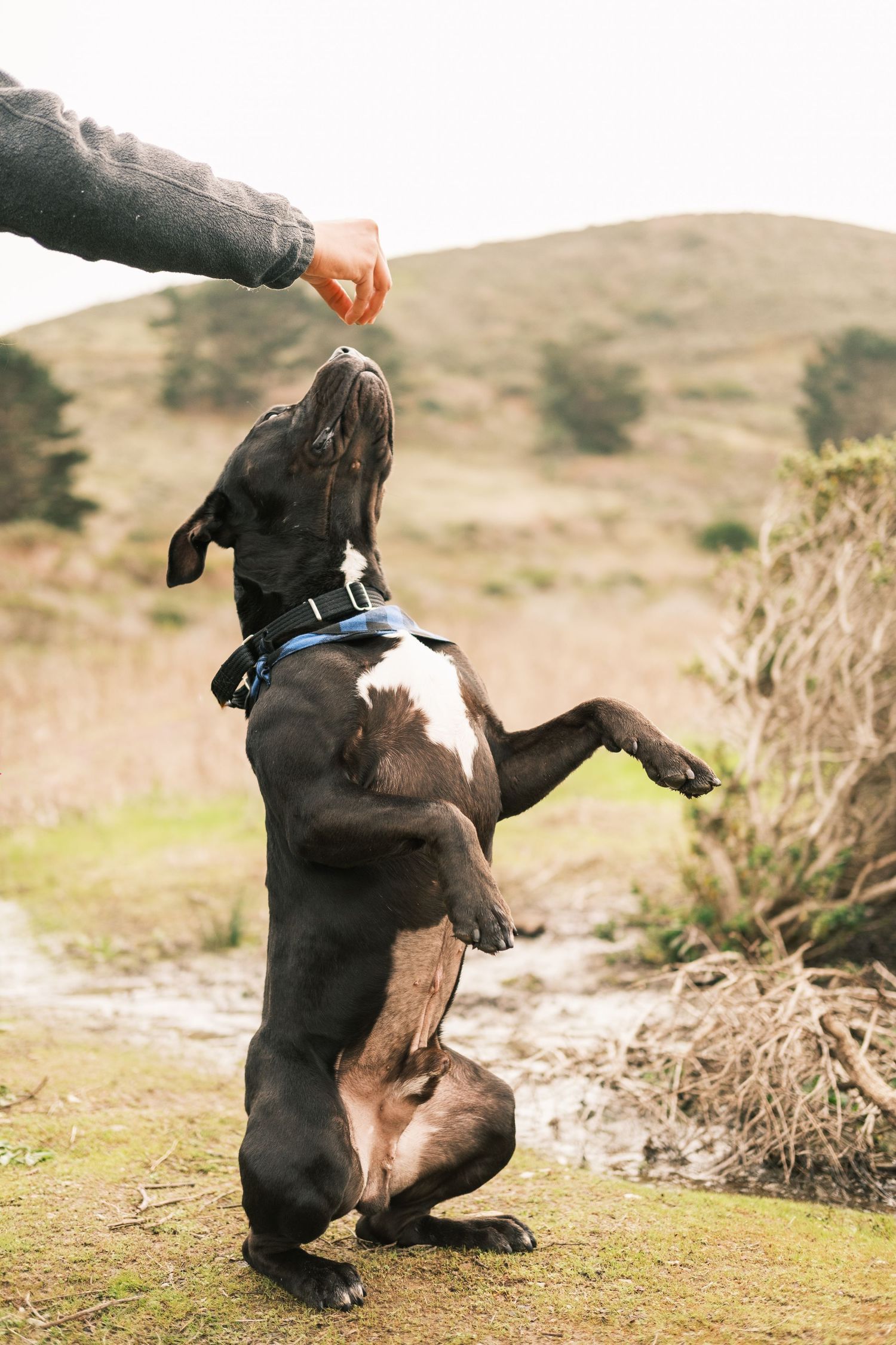 Boston Terrier standing on hind legs to catch treat from outstretched hand in outdoor nature setting.