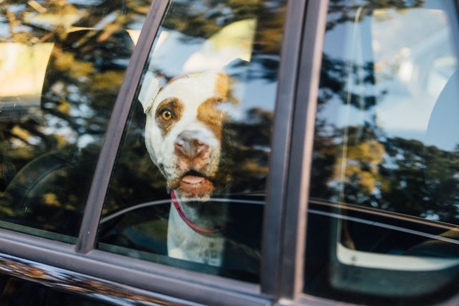 Pit dog peeking out from a car window. Lifestyle, documentary, editorial photos during a professional pet photoshoot in SF.