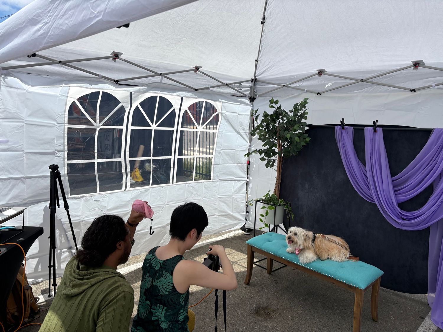 Dog posing on a teal table for a professional pet photo shoot inside a white tent with purple drape backdrop.