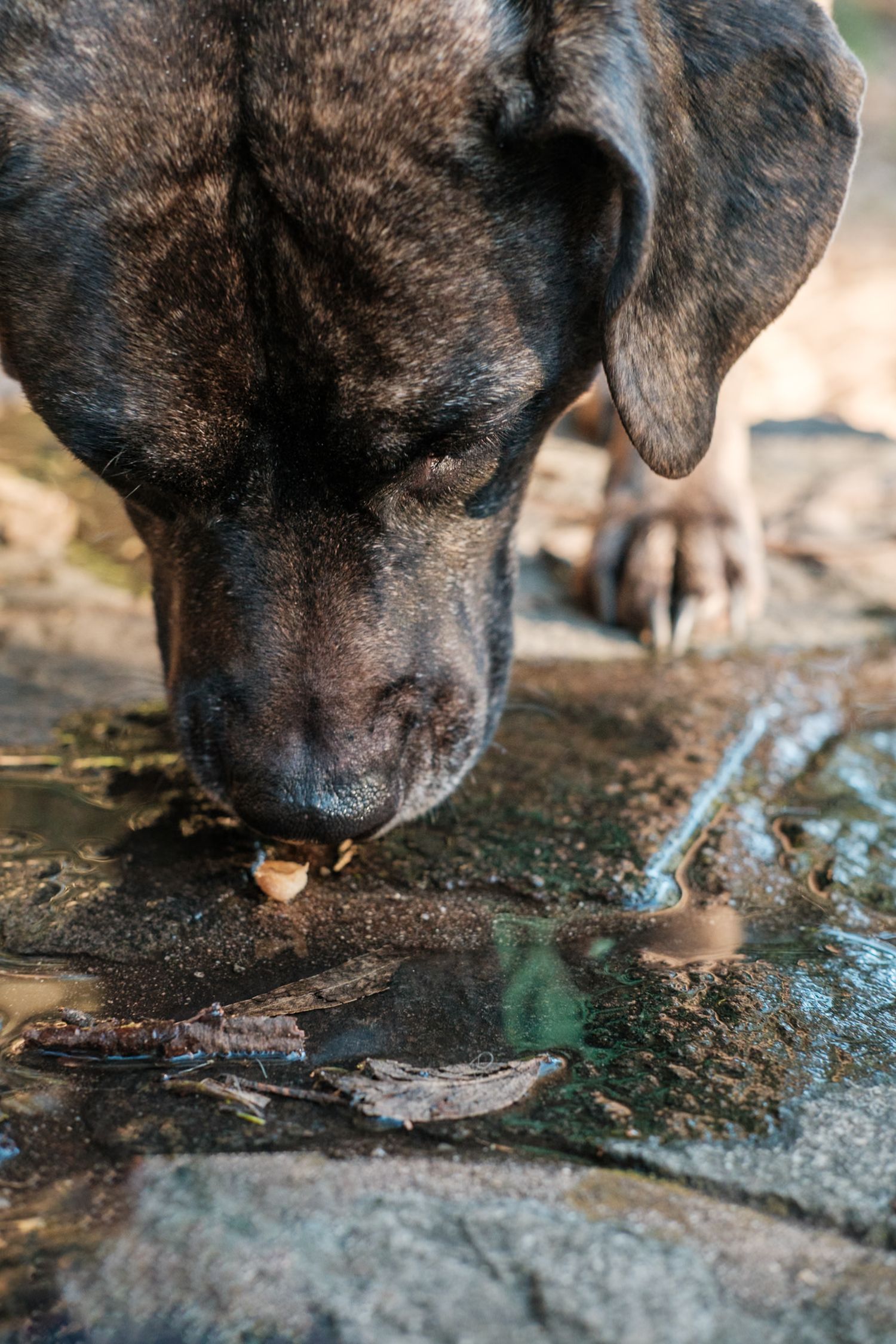 Rescue pit-mix dog with nose very close to a treat on the ground. Photographed by a professional pet photographer in San Francisco.