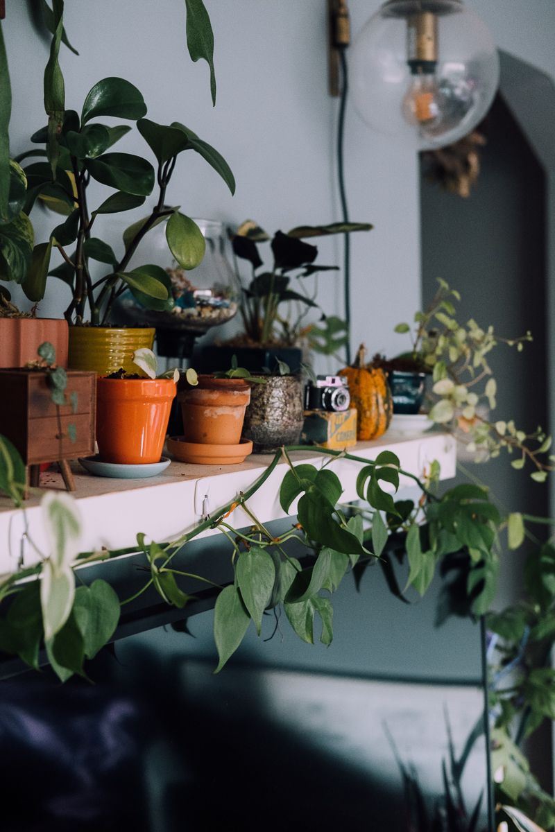 Various potted plants and greenery arranged on a shelf with pendant lighting.