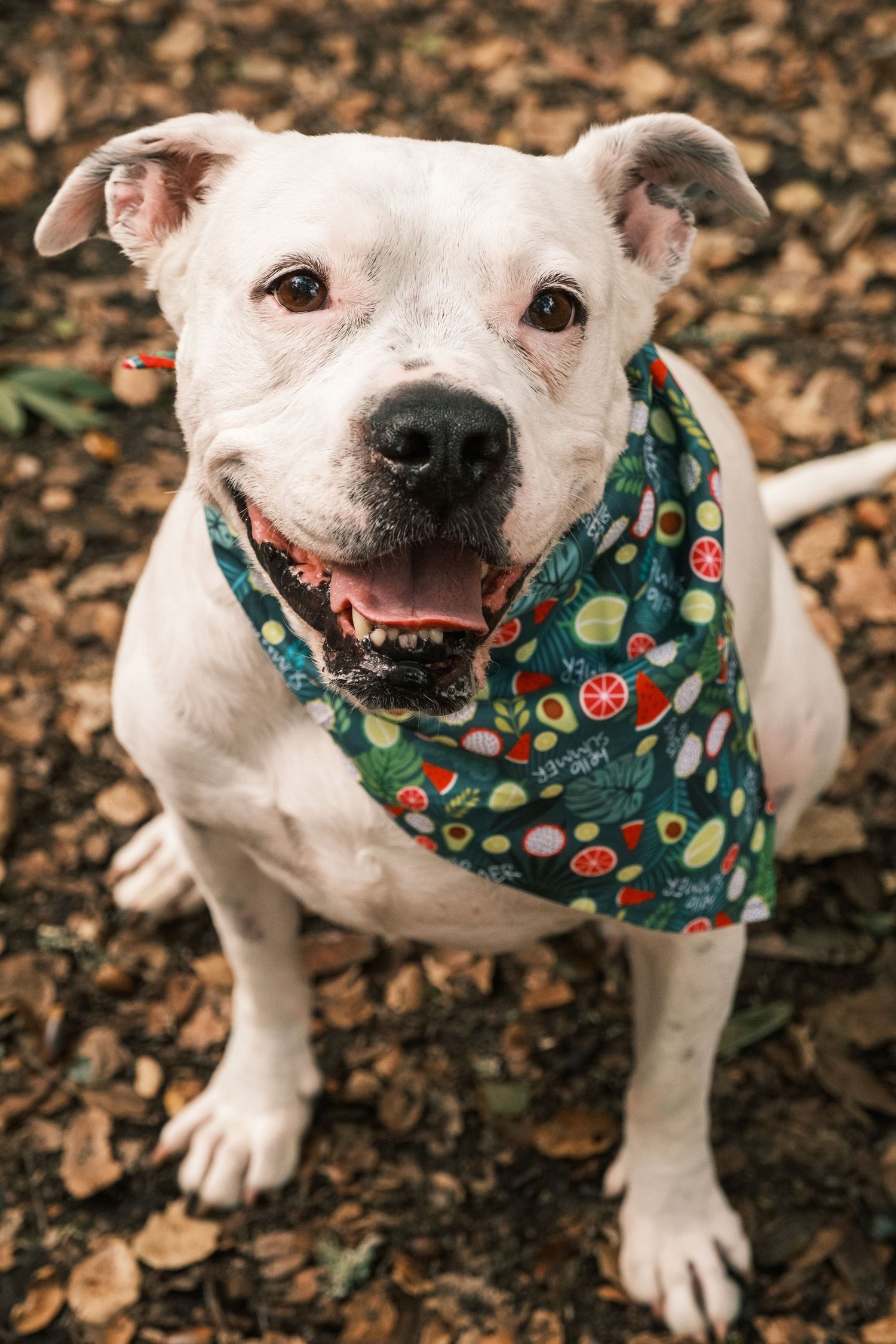 White pit bull wearing festive holiday bandana smiles at camera while sitting on fallen leaves.