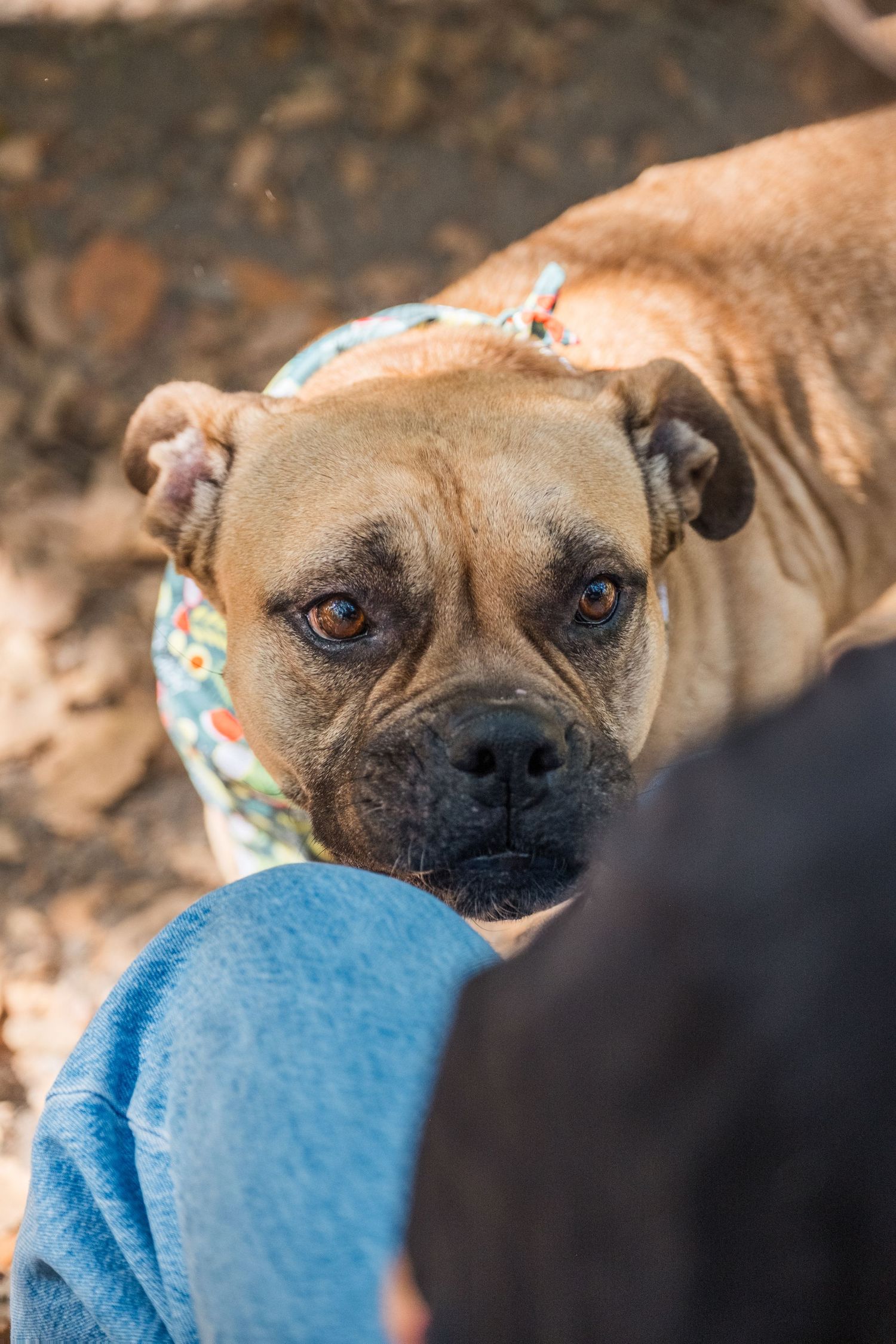 Bulldog mix looking up at parent in Bay Area Piedmont Park, taken by professional pet photographer Jenn Chen. Outdoors, lifestyle session