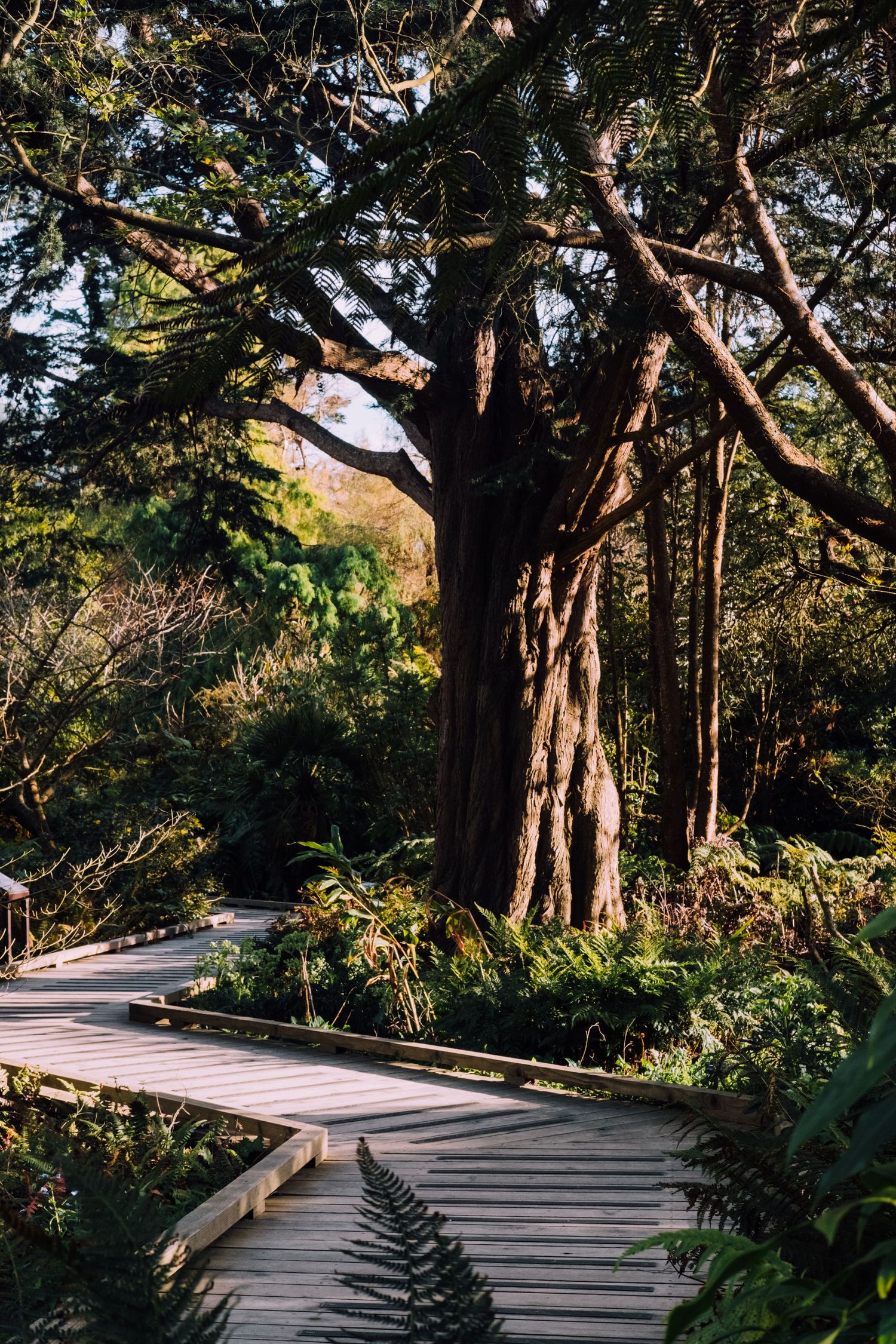 Curved wooden boardwalk path winding through lush tropical forest with sunlight filtering through dense tree canopy.