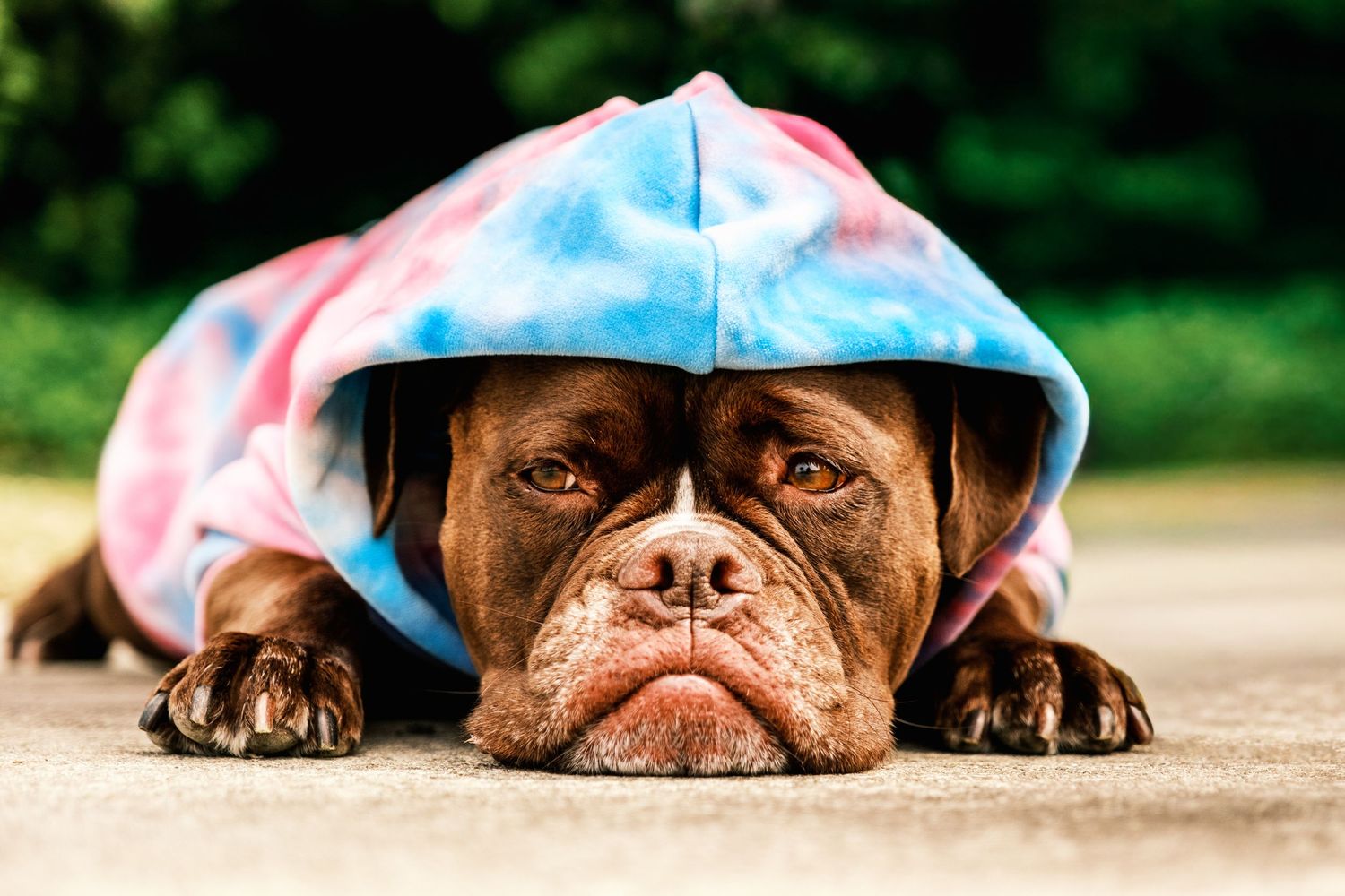 Rescue dog with high energy wearing a tie-dye hoodie, during a break. During a professional pet photography shoot in San Francisco.