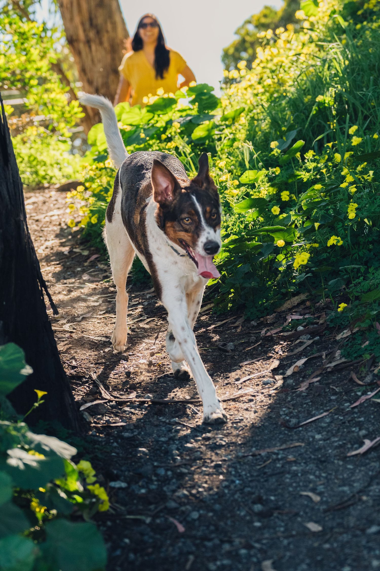 Creative entrepreneur walking with dog during branding photo session in Golden Gate Park