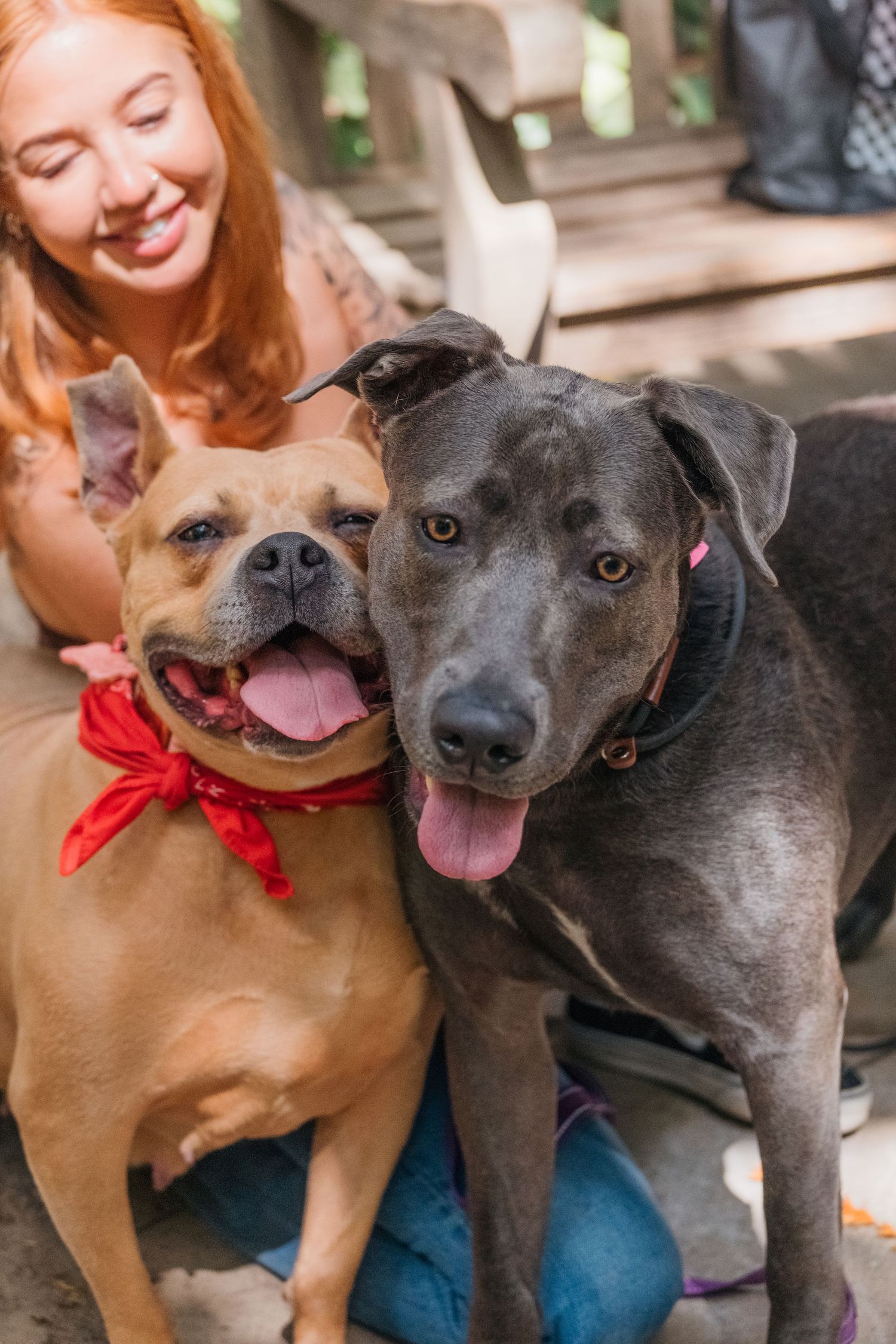 Two happy pit bulls wearing red bandanas pose together for a portrait.