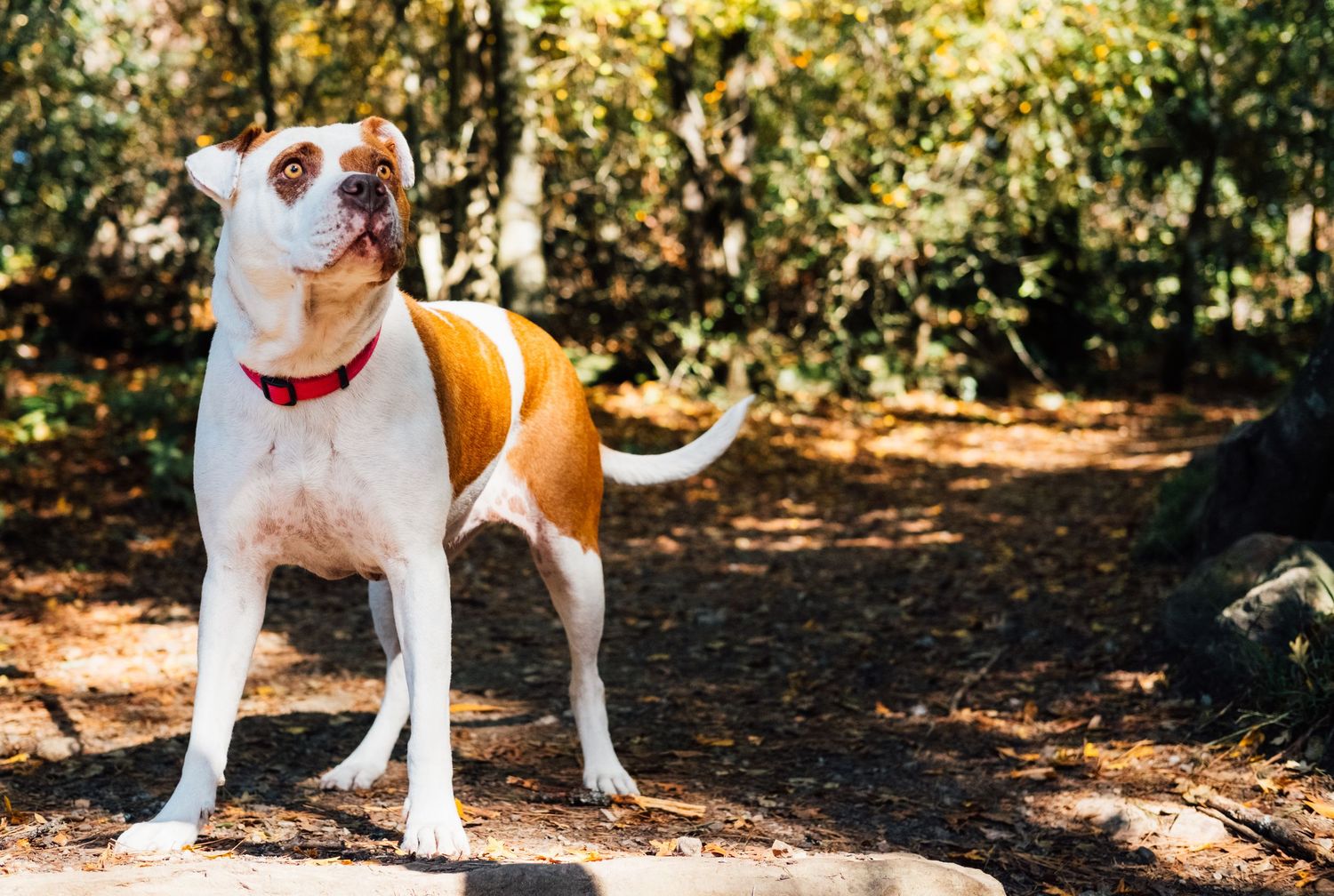 Mixed rescue pit-mix dog with anxiety portrait taken outdoors in the Bay Area. Dog is looking away, relaxed, and on a lifestyle hike.