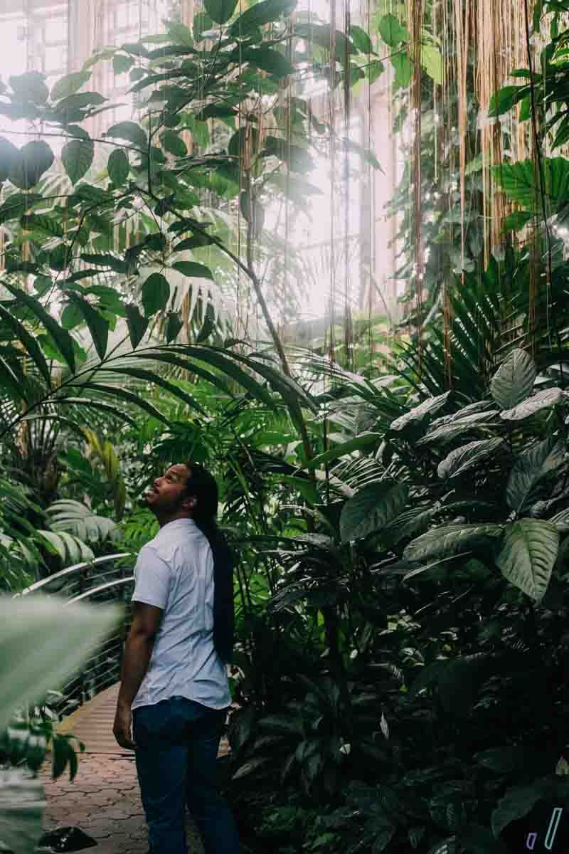 A peaceful scene in a lush greenhouse with tropical plants and misty atmosphere creates a serene environment.