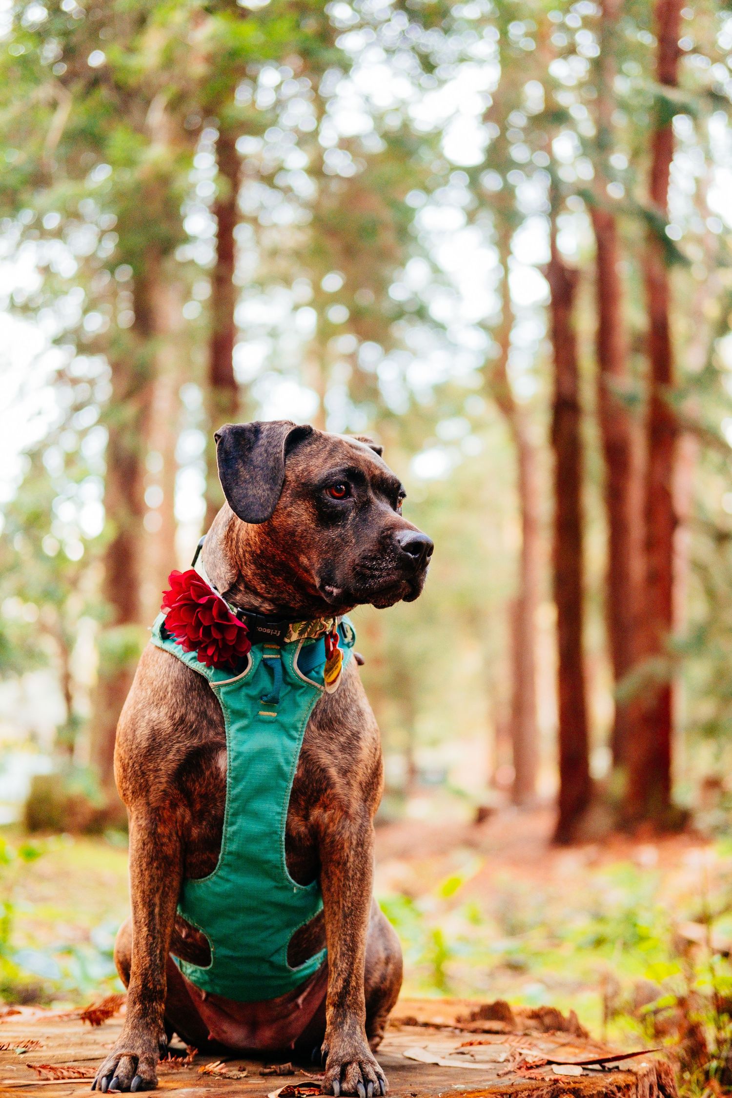 Dog wearing turquoise harness and red flower sits regally in a forest setting.
