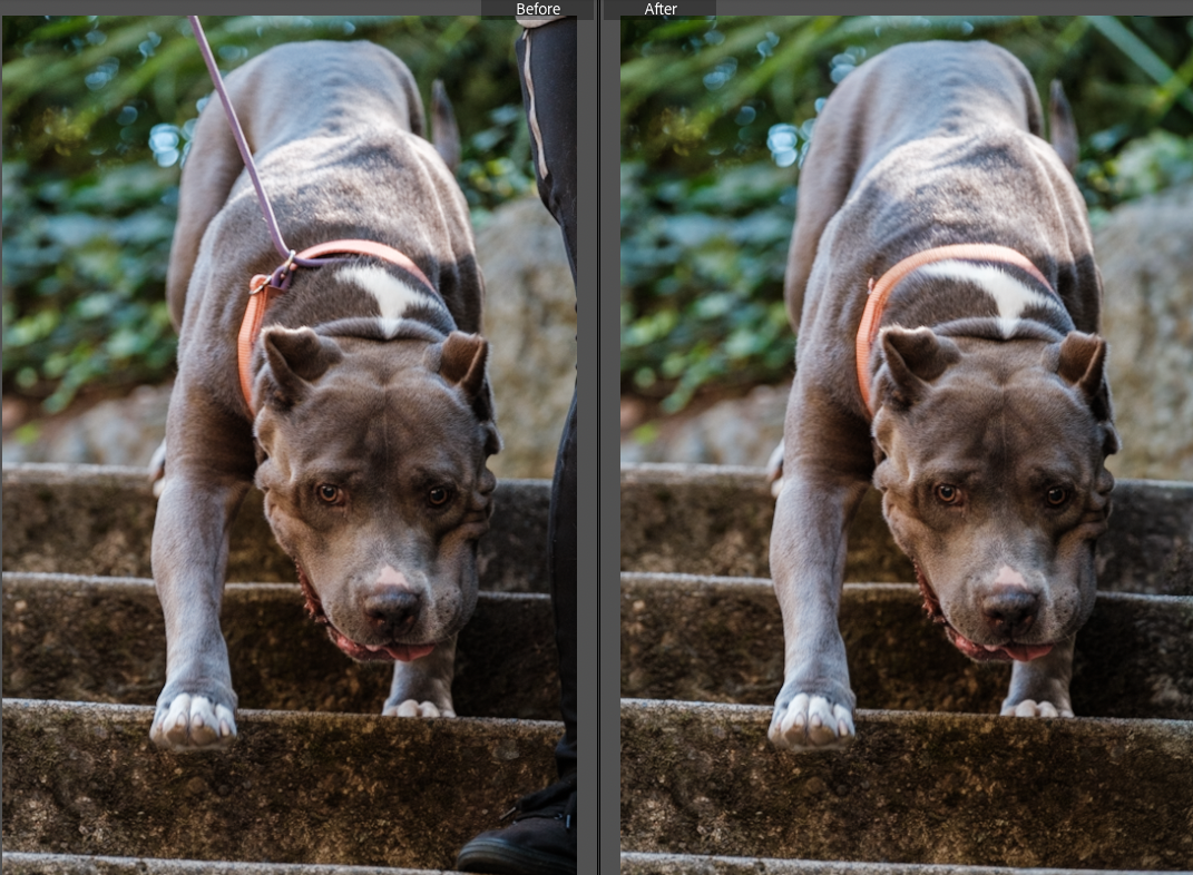 A brown and white pit bull terrier looks down curiously at something off camera while standing on a ledge.