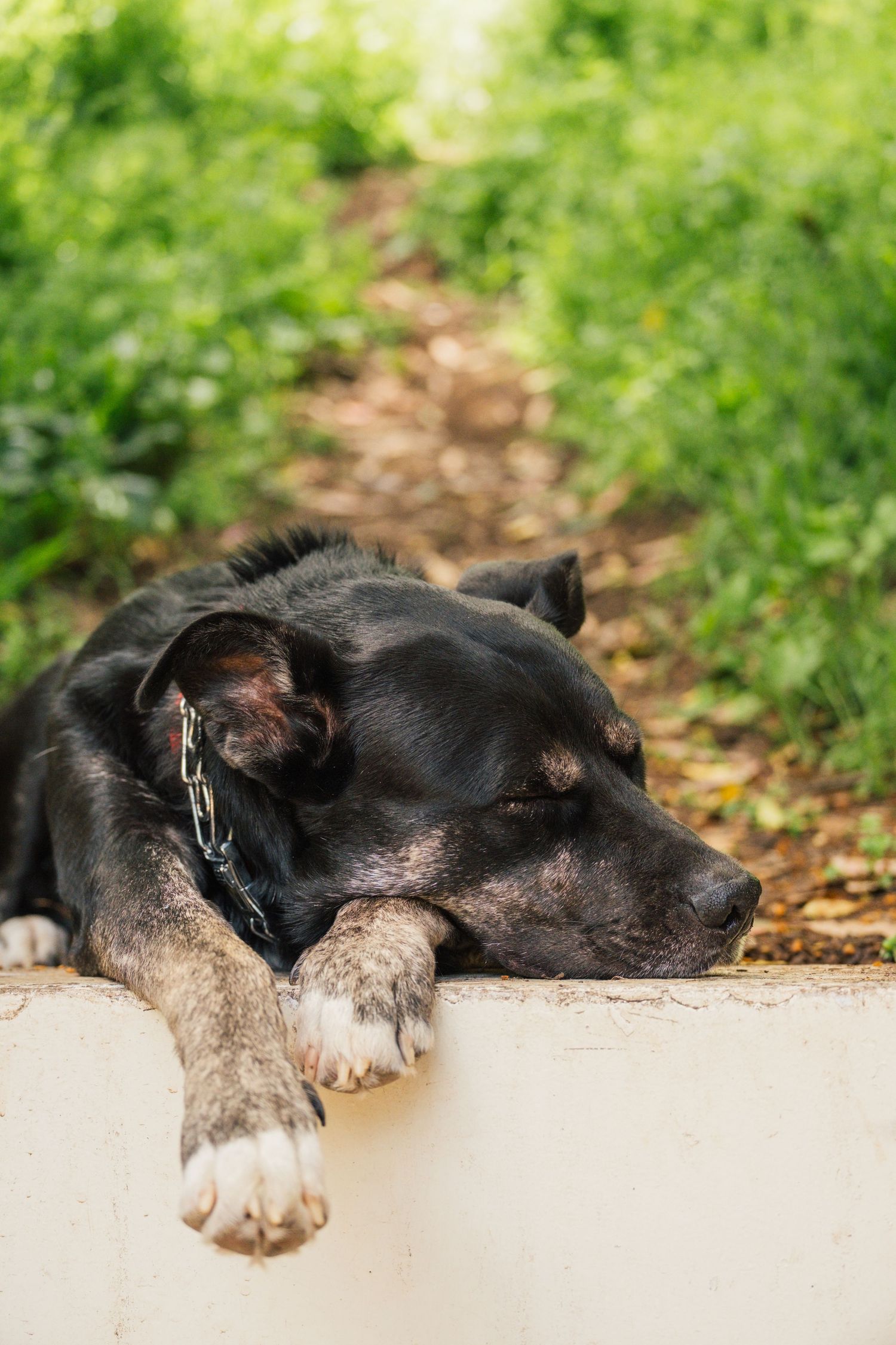 A sleeping black dog with white paws rests peacefully on a white surface with green foliage in the background.