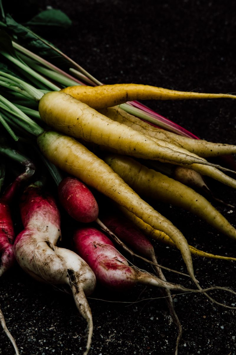 Fresh yellow carrots and red radishes with greens against a dark background in moody lighting.