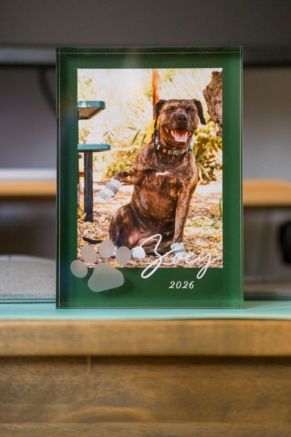 A framed 2026 calendar featuring a happy chocolate Labrador retriever dog sitting outdoors in sunlit surroundings.