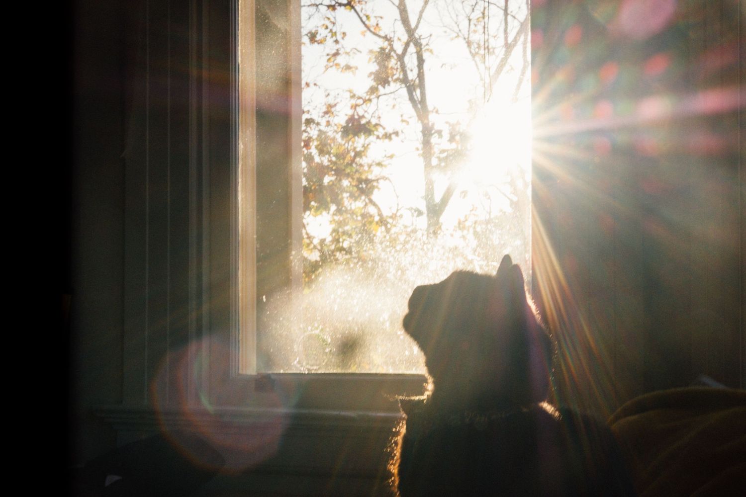 Sunlight streams through window with lens flares and a black cat silhoutted. Profesisonal pet photographer Jenn Chen in San Francisco.