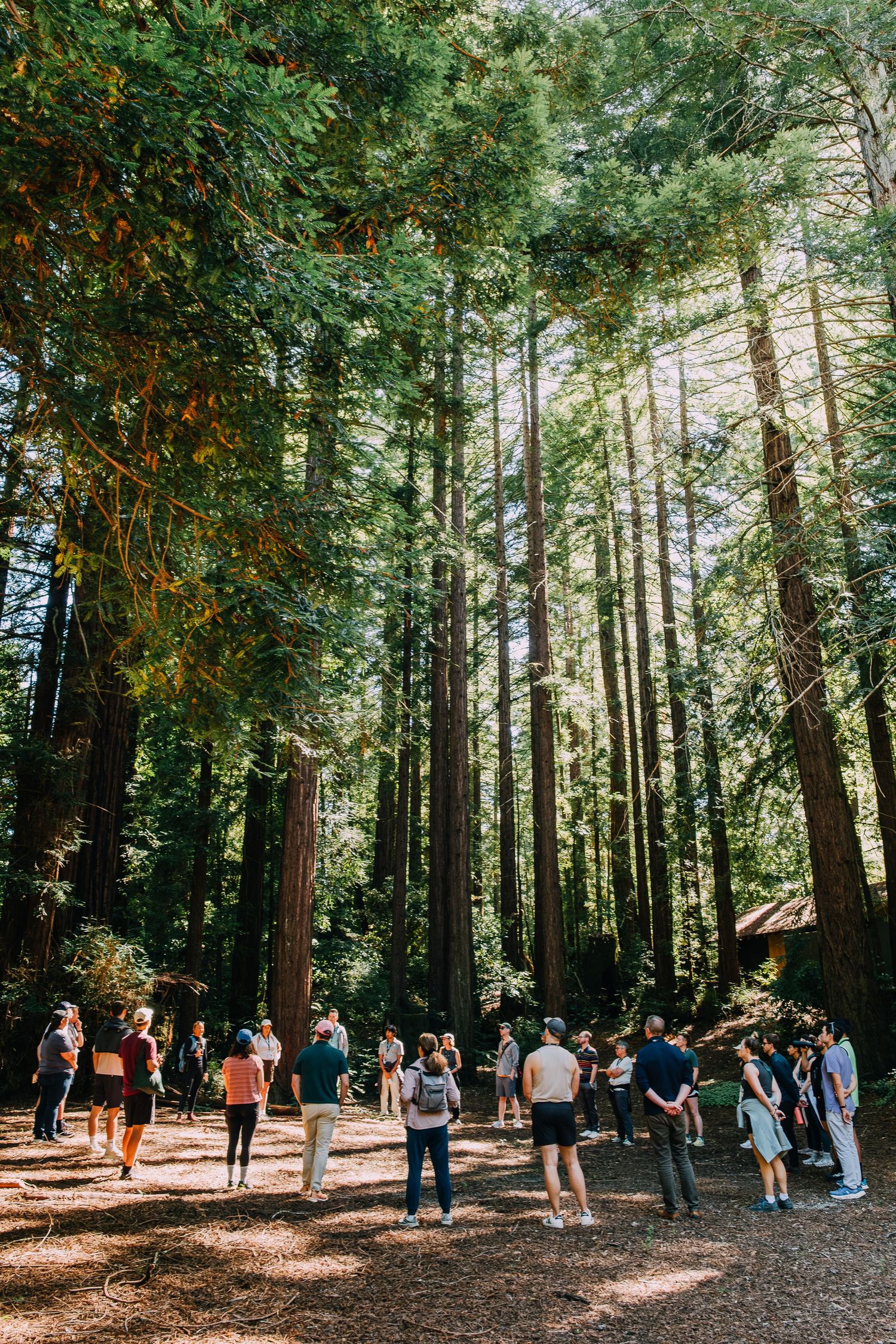Group of people gathered among tall redwood trees in a sunlit forest clearing.