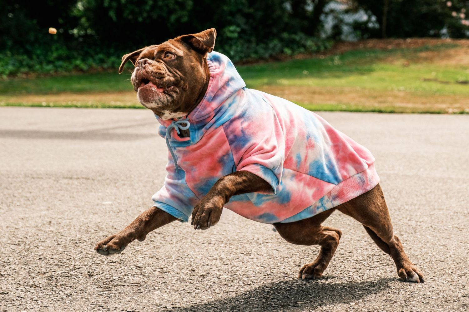 Rescue dog with high energy wearing a tie-dye hoodie, mid leap for a treat. During a professional pet photography shoot in San Francisco.