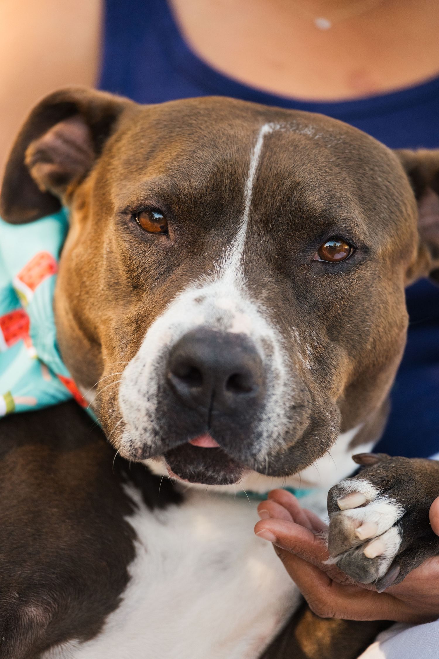 Close-up sequence of a brown and white pit bull dog showing playful expressions and sticking out its tongue.