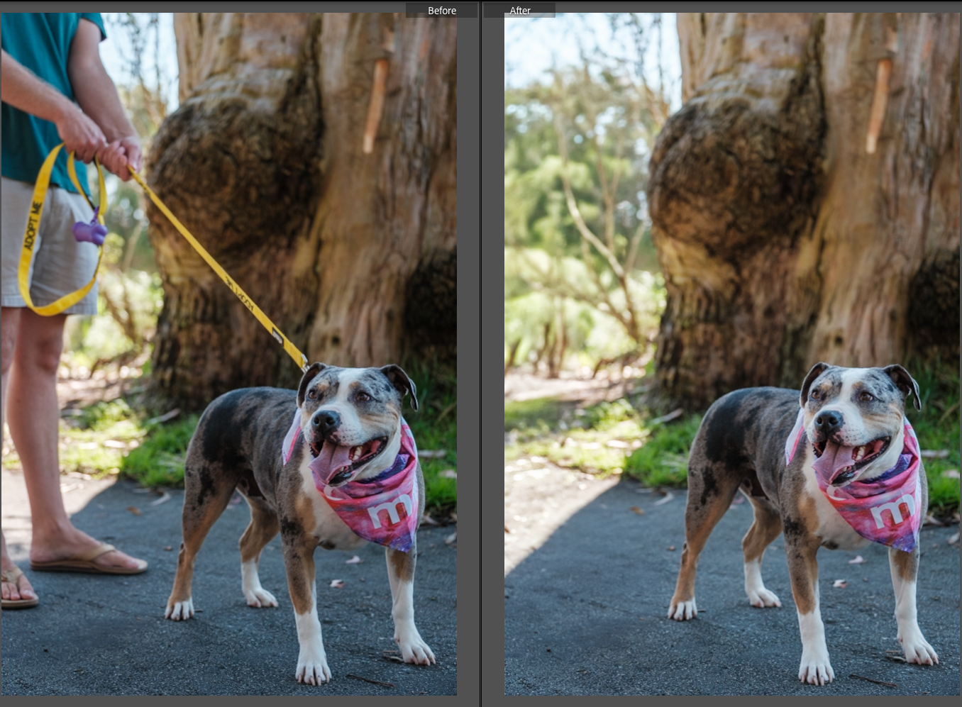 Multiple sequential photos show a brown and white dog standing and posing outdoors in various angles.