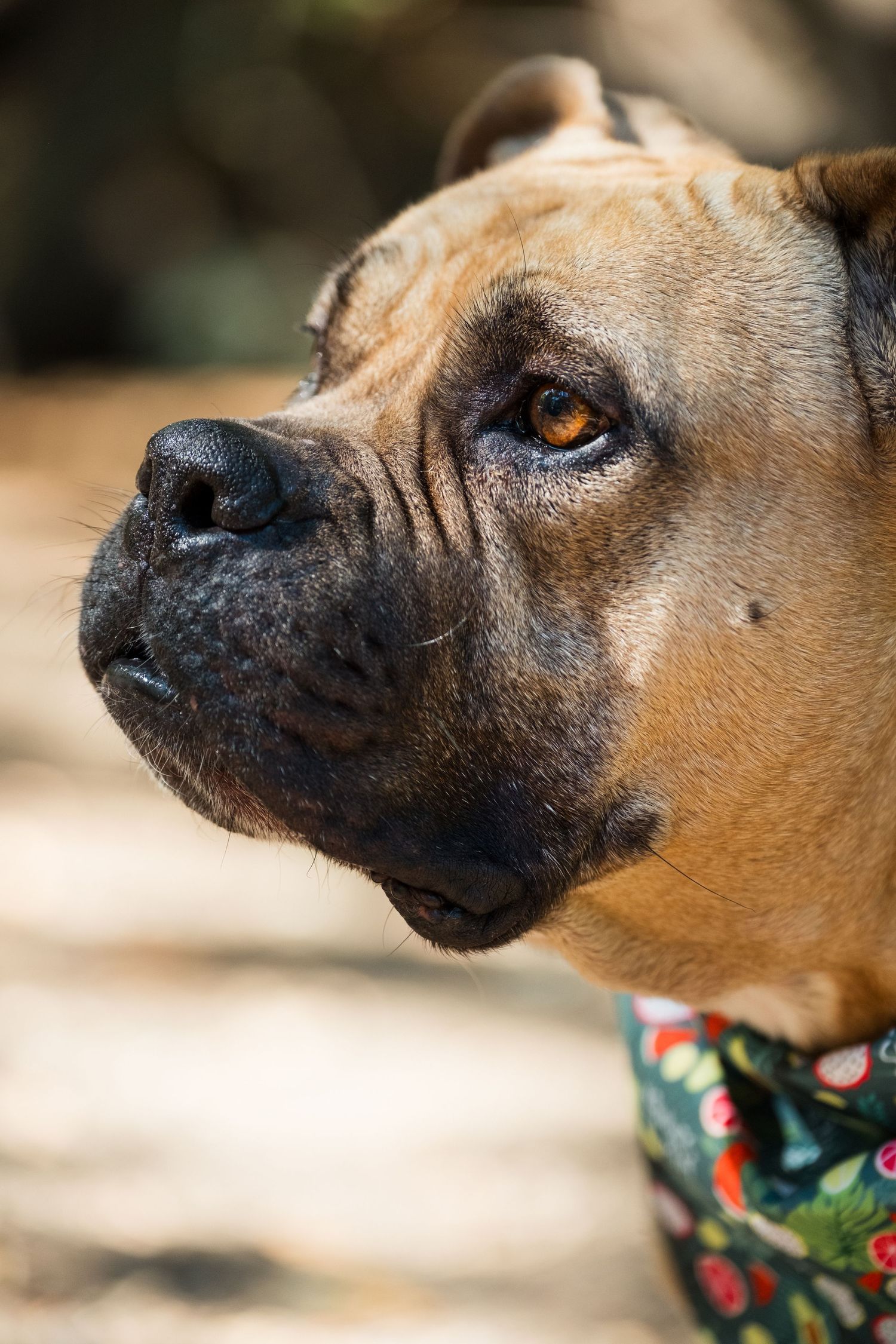 Close-up profile view of a brown dog wearing a floral bandana showing various facial expressions and angles.