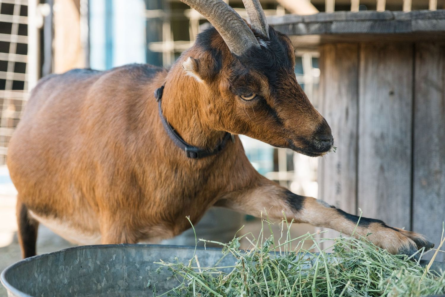 Brown goats eating hay from a wooden feeder inside a rustic barn structure.