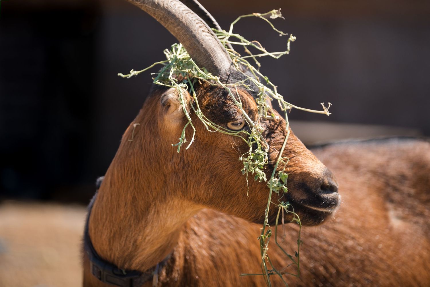 Close-up of a brown horse's face with hay or straw strands resting on its head against a dark background.