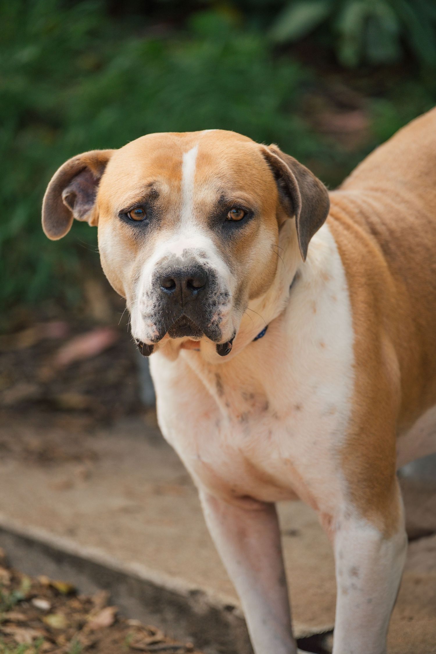 Close-up profile view of a tan and white pit bull with expressive eyes.